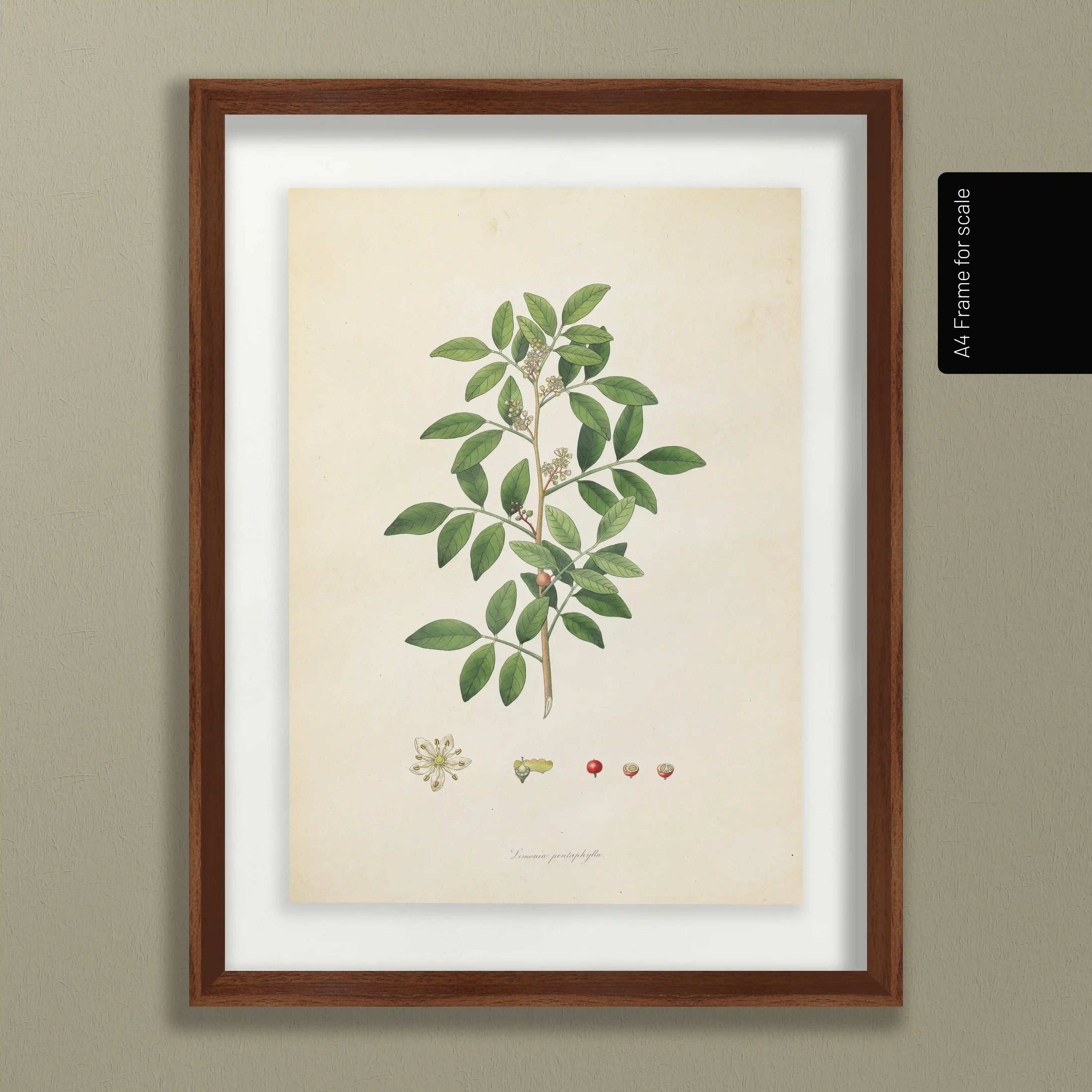 Plant Studies: Plate No. 26