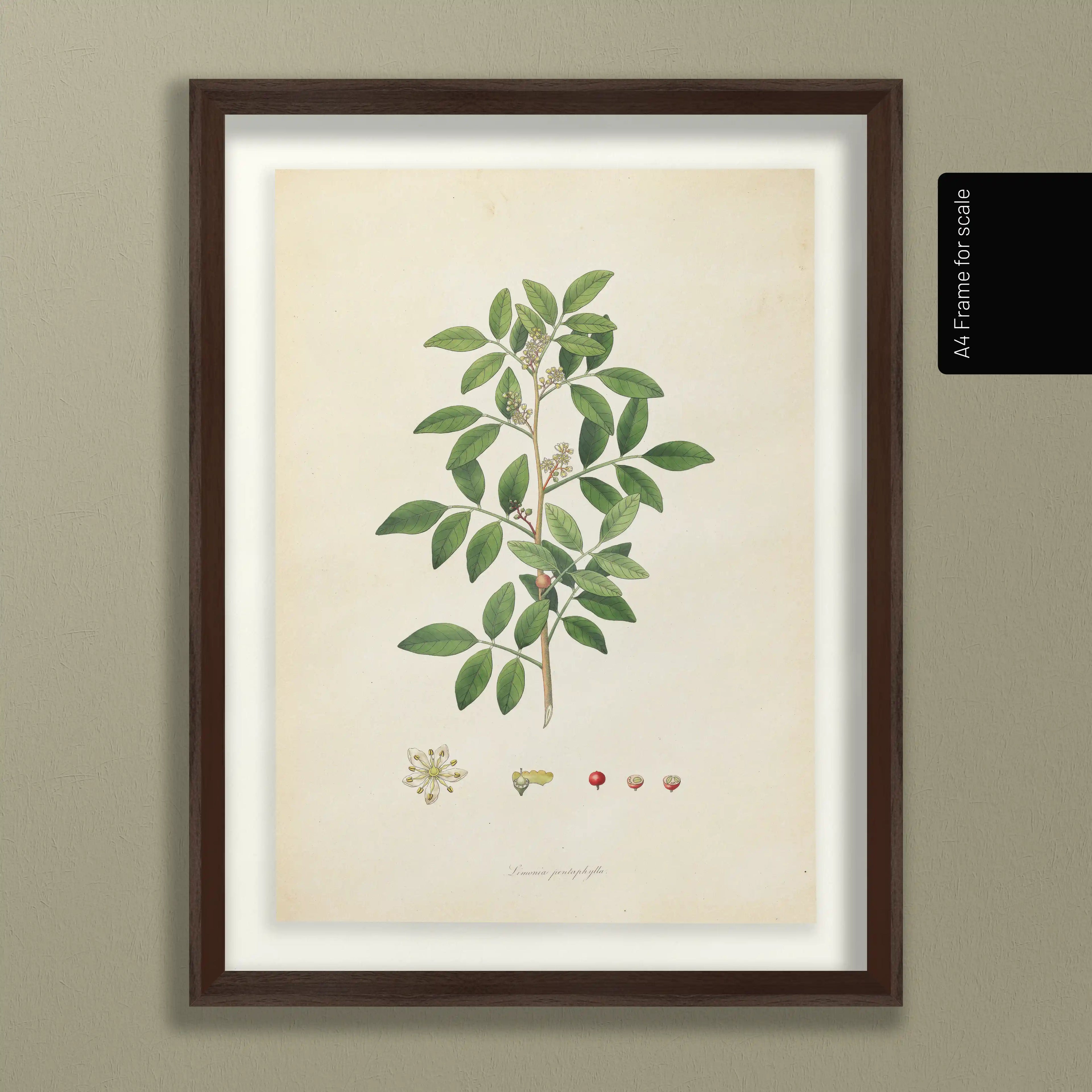 Plant Studies: Plate No. 26