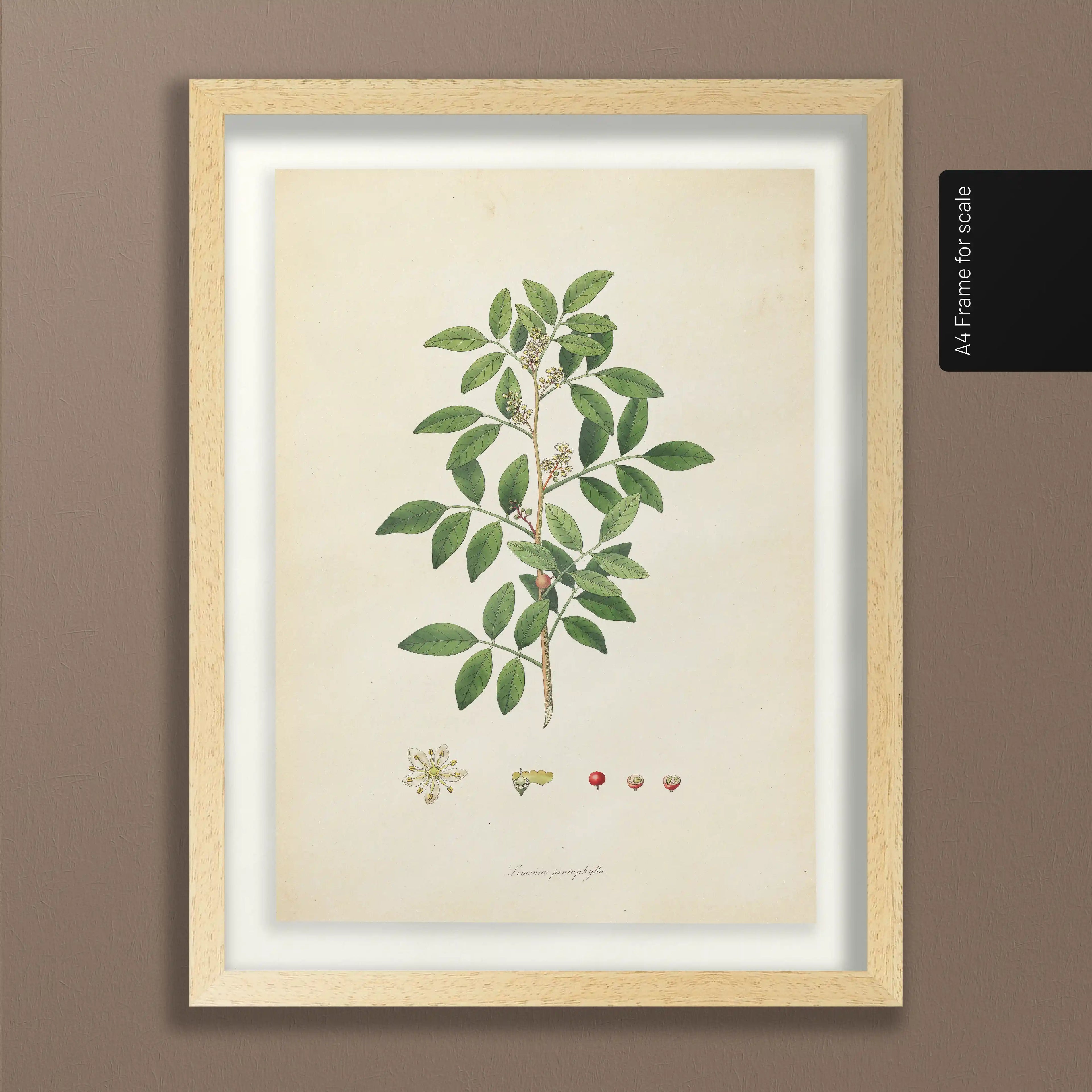 Plant Studies: Plate No. 26