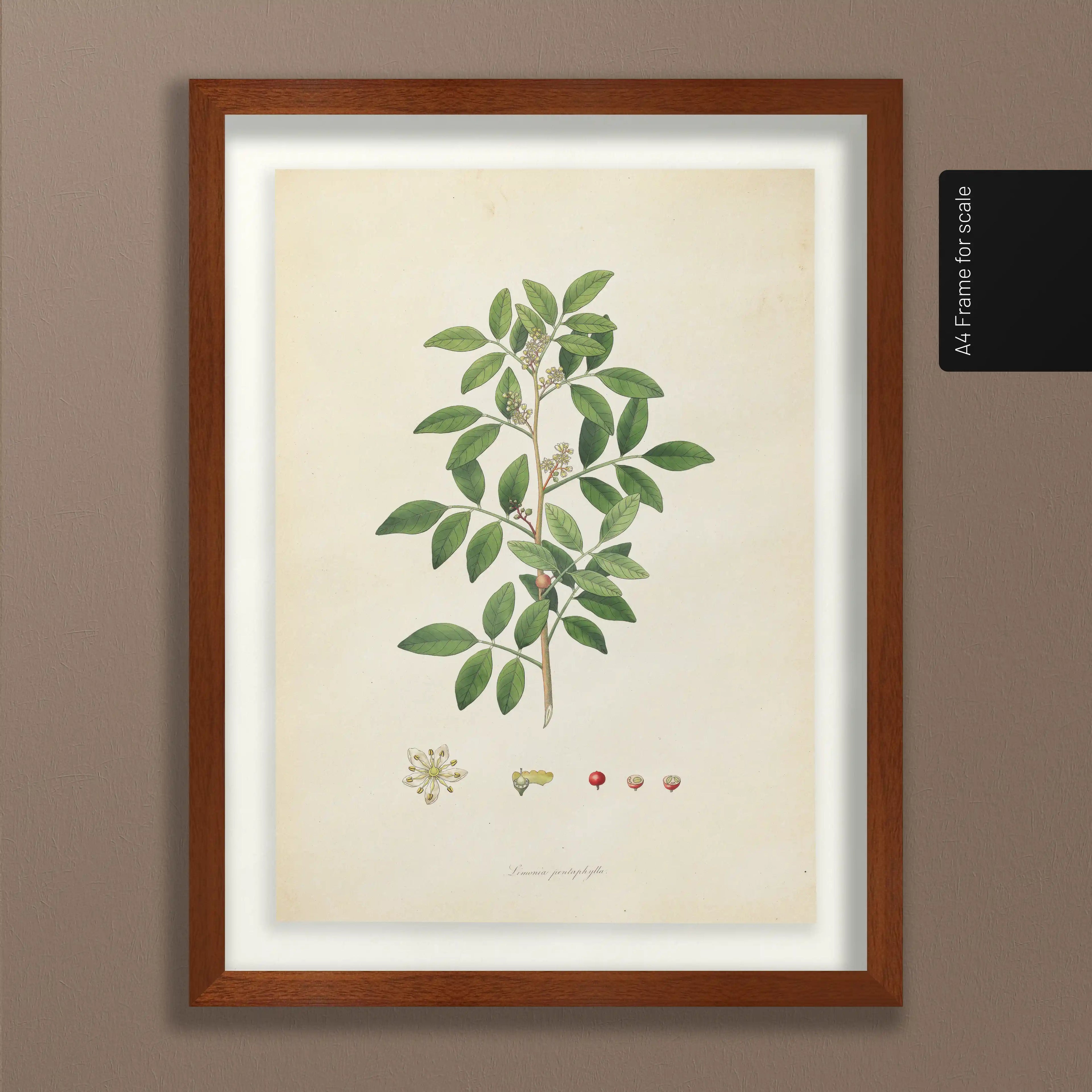 Plant Studies: Plate No. 26