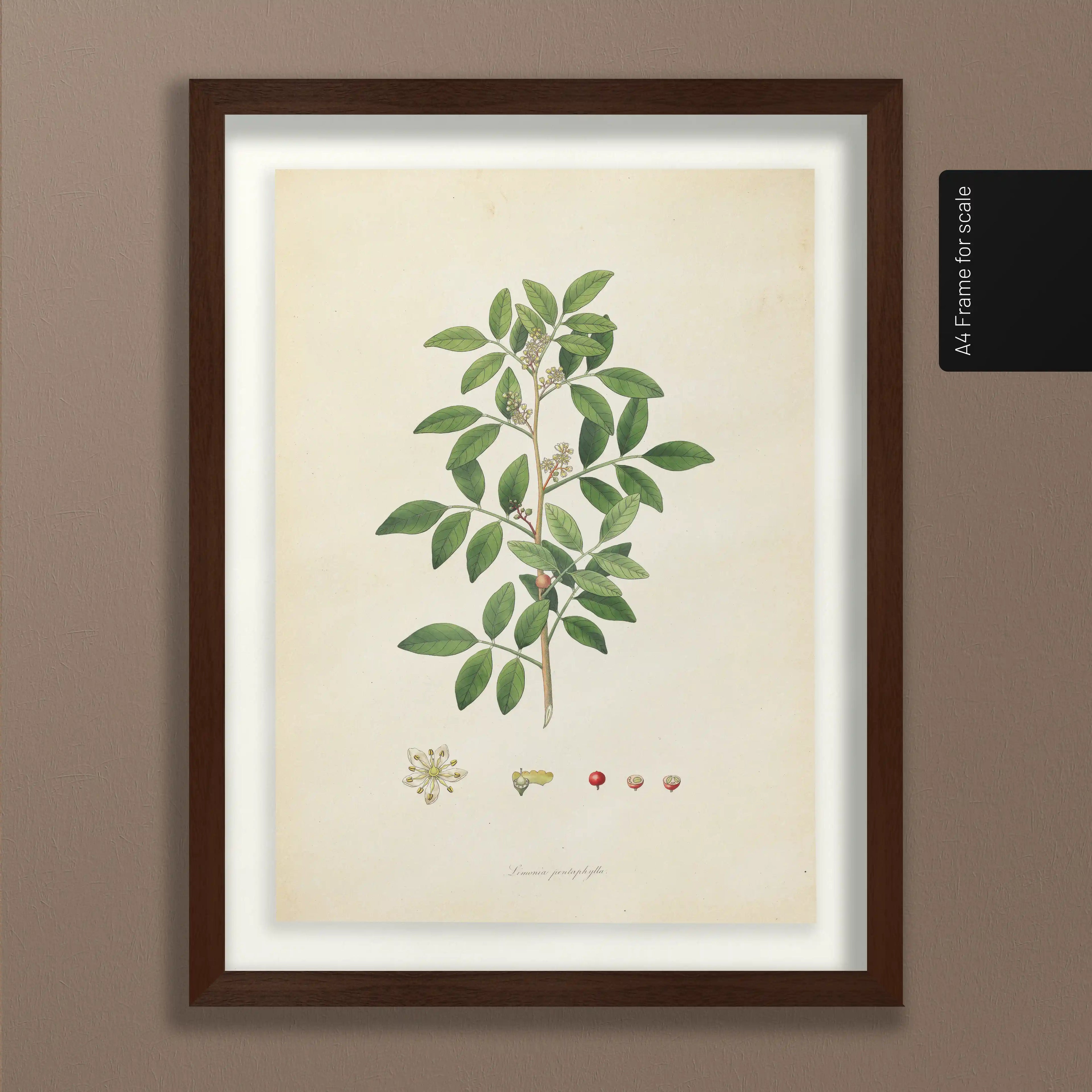 Plant Studies: Plate No. 26