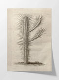 Plant Studies: Plate No. 27