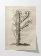 Plant Studies: Plate No. 27