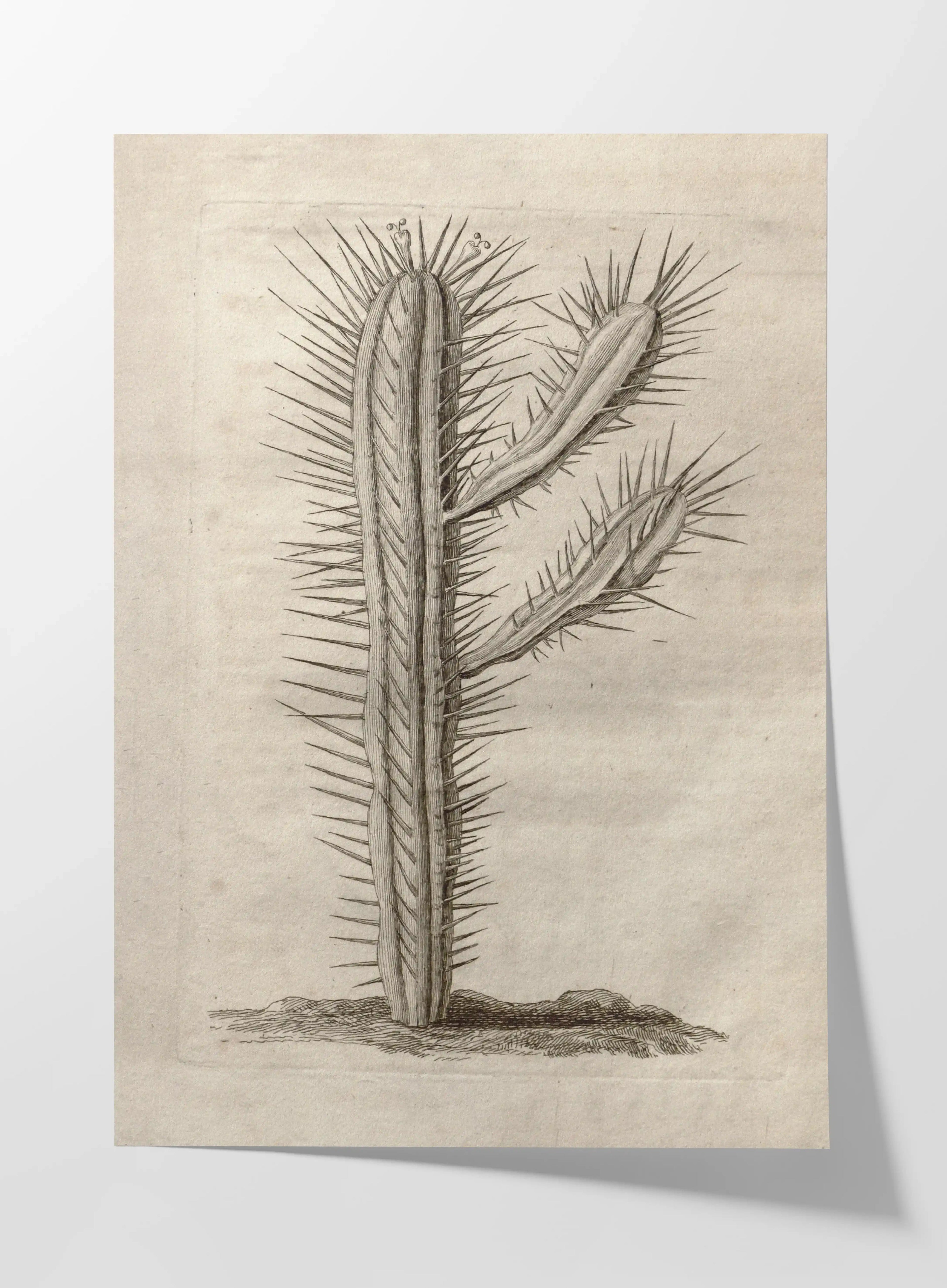 Plant Studies: Plate No. 27