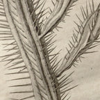 Plant Studies: Plate No. 27