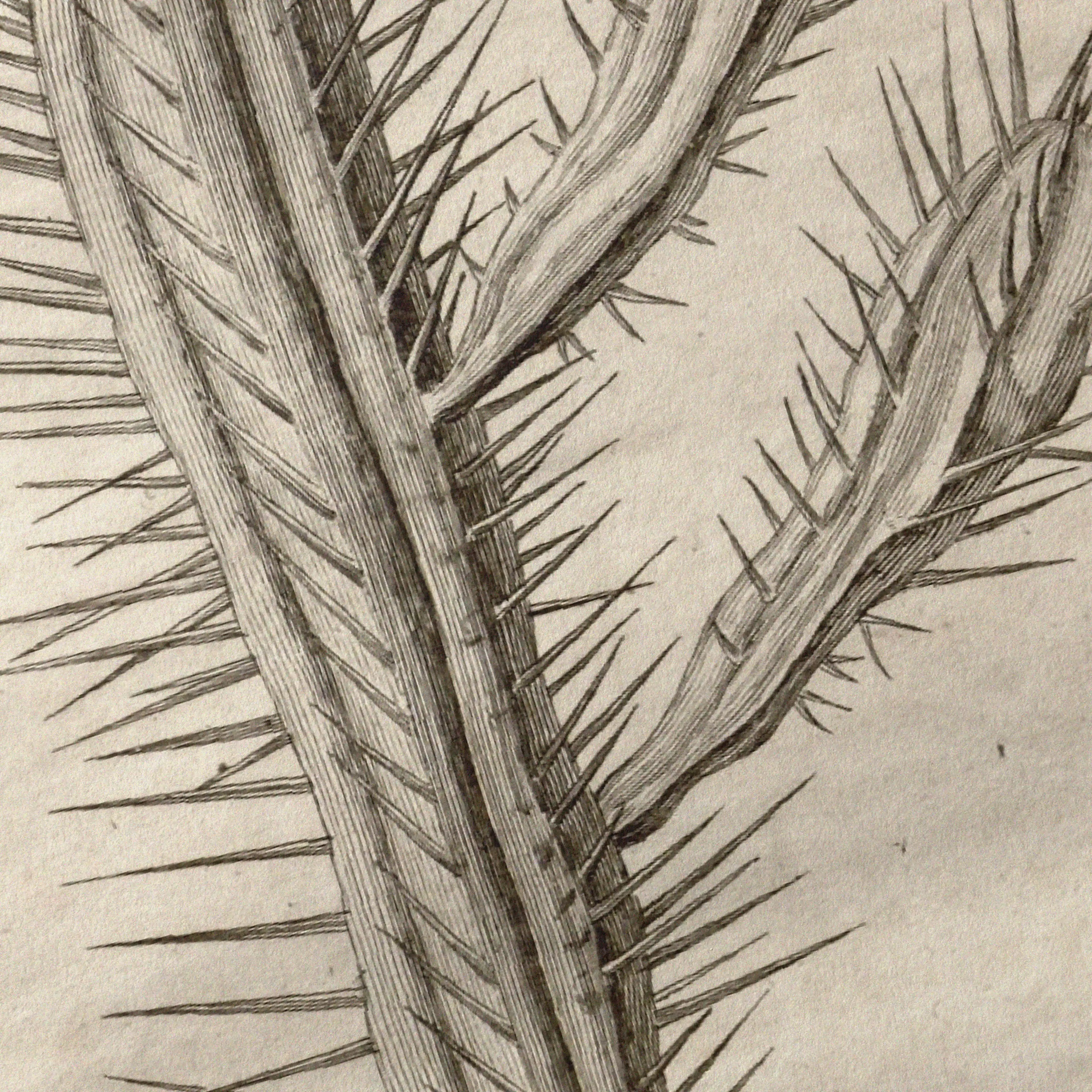 Plant Studies: Plate No. 27