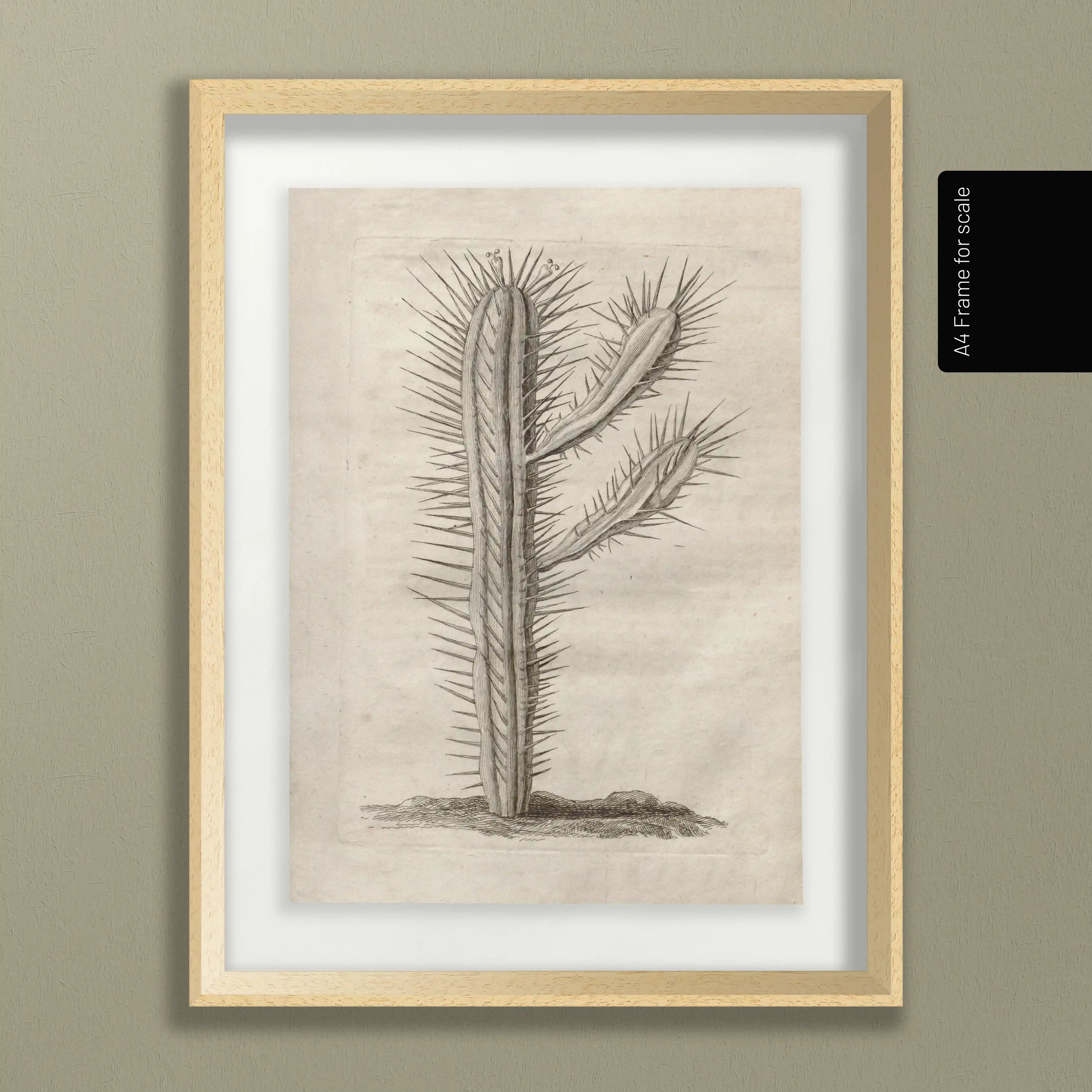 Plant Studies: Plate No. 27