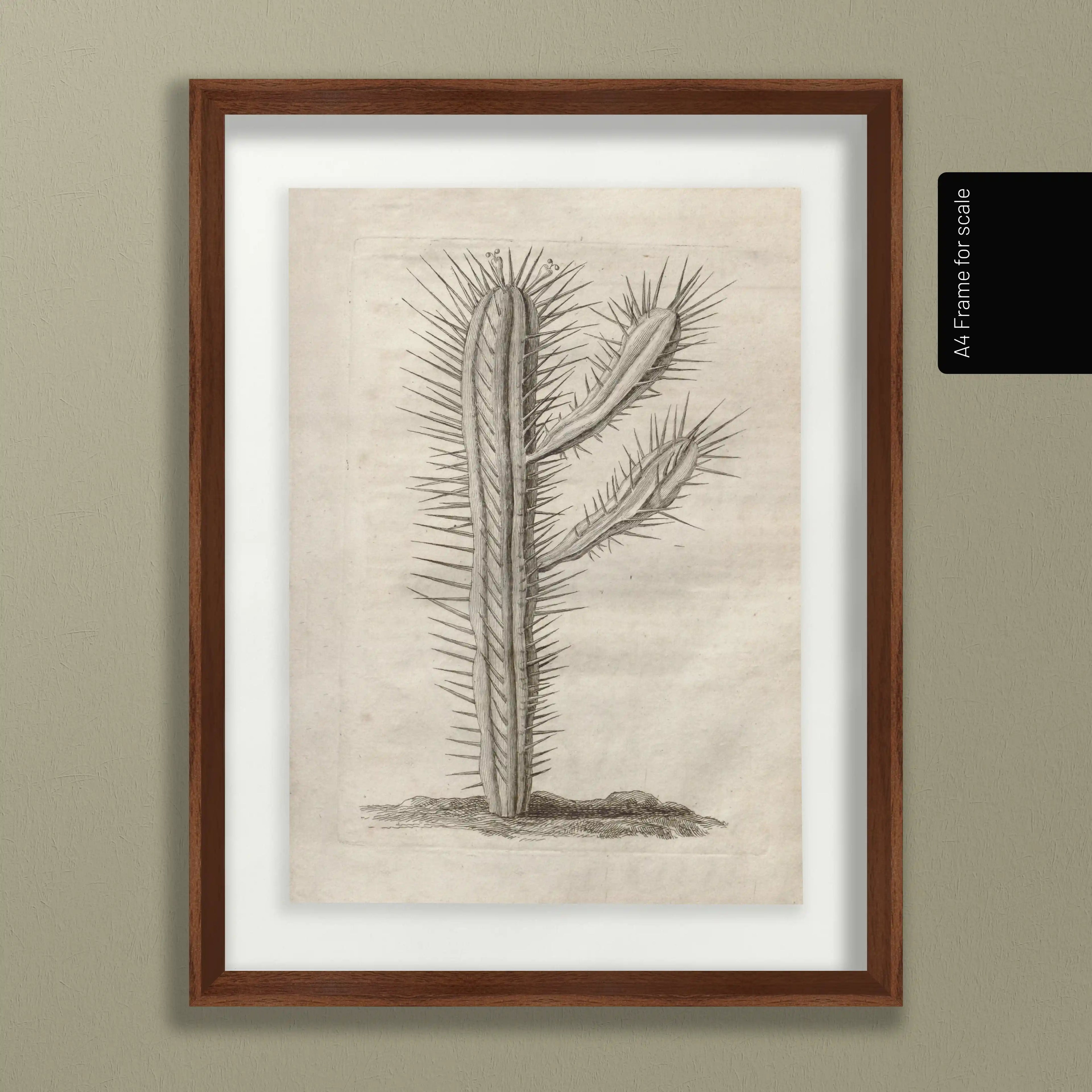 Plant Studies: Plate No. 27