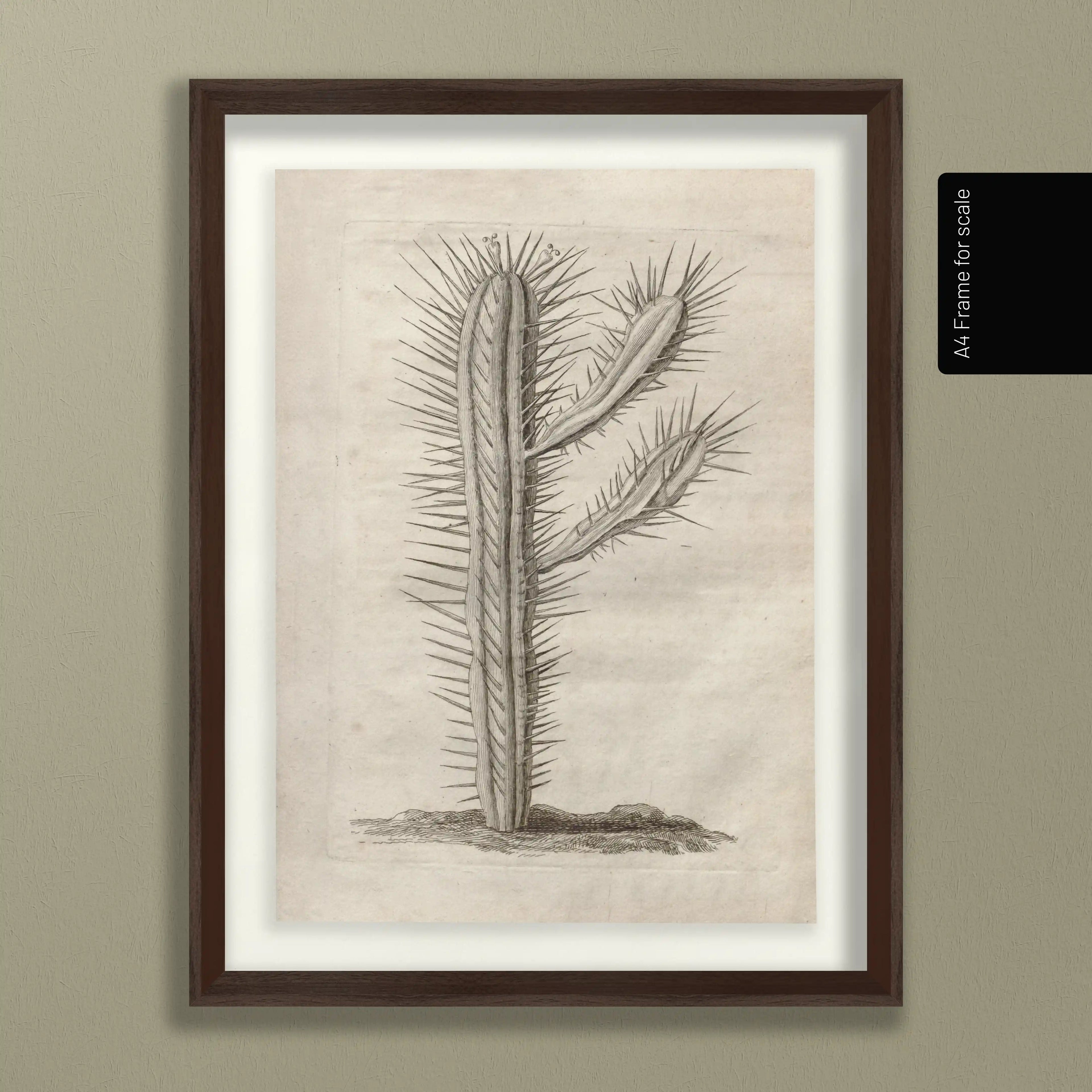 Plant Studies: Plate No. 27