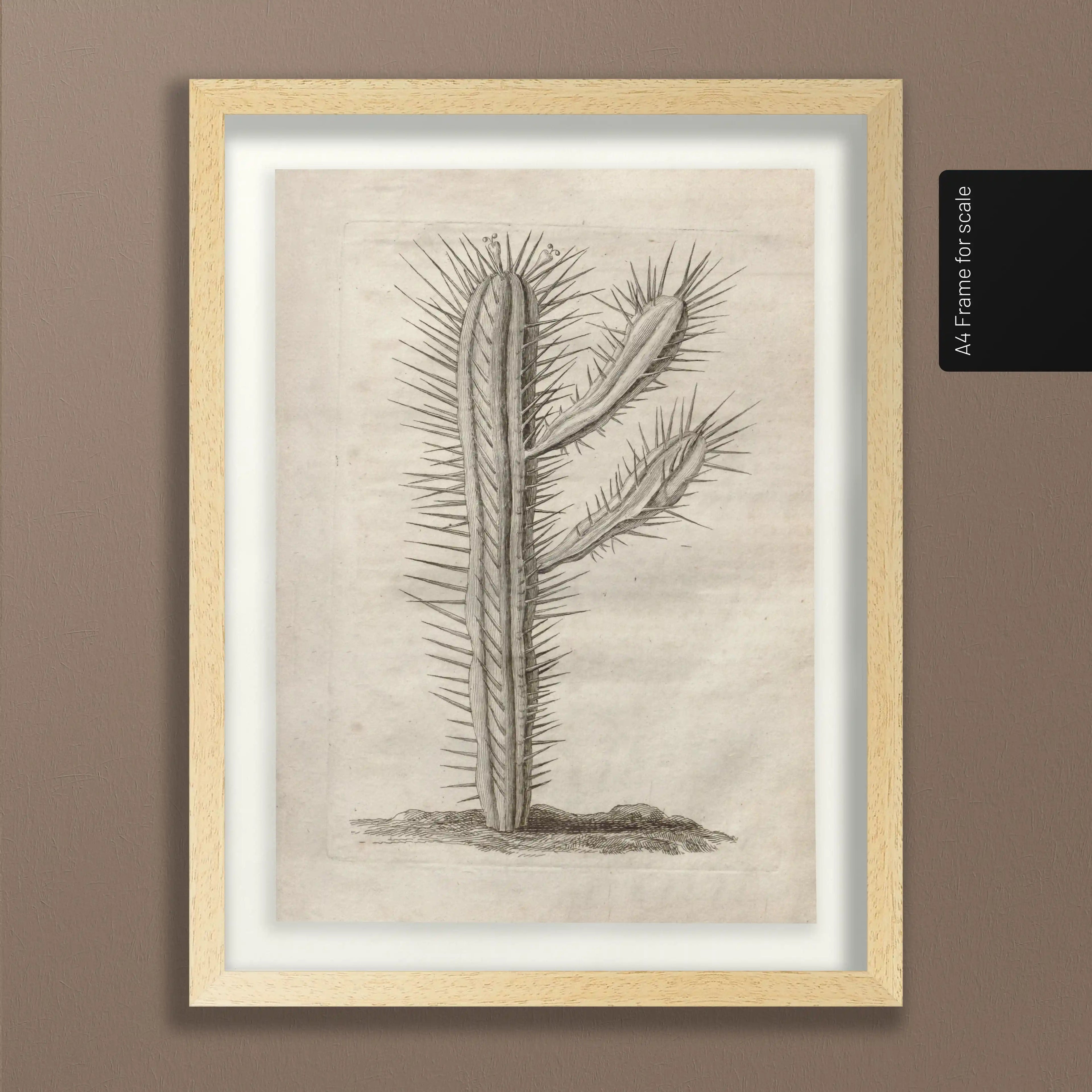 Plant Studies: Plate No. 27