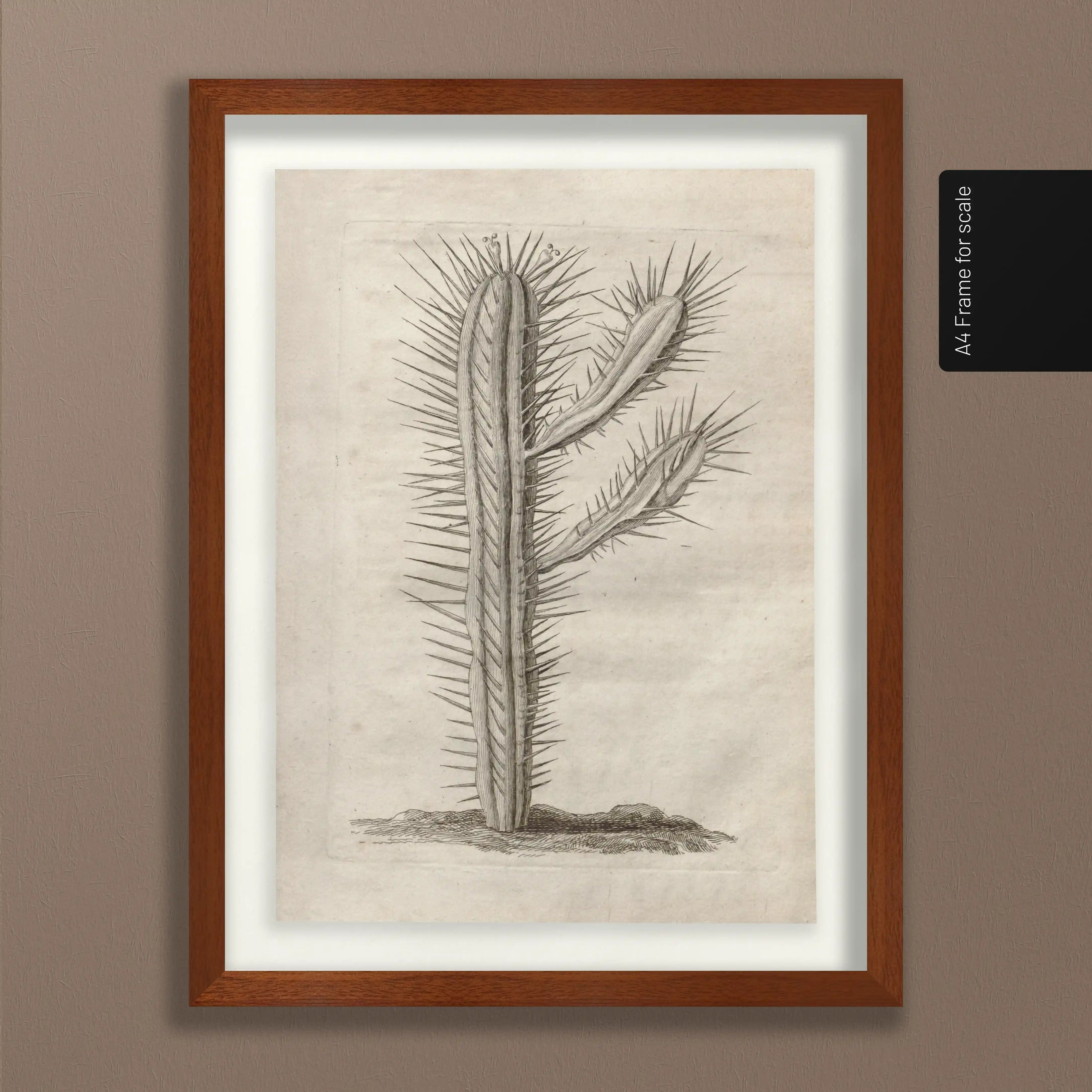 Plant Studies: Plate No. 27