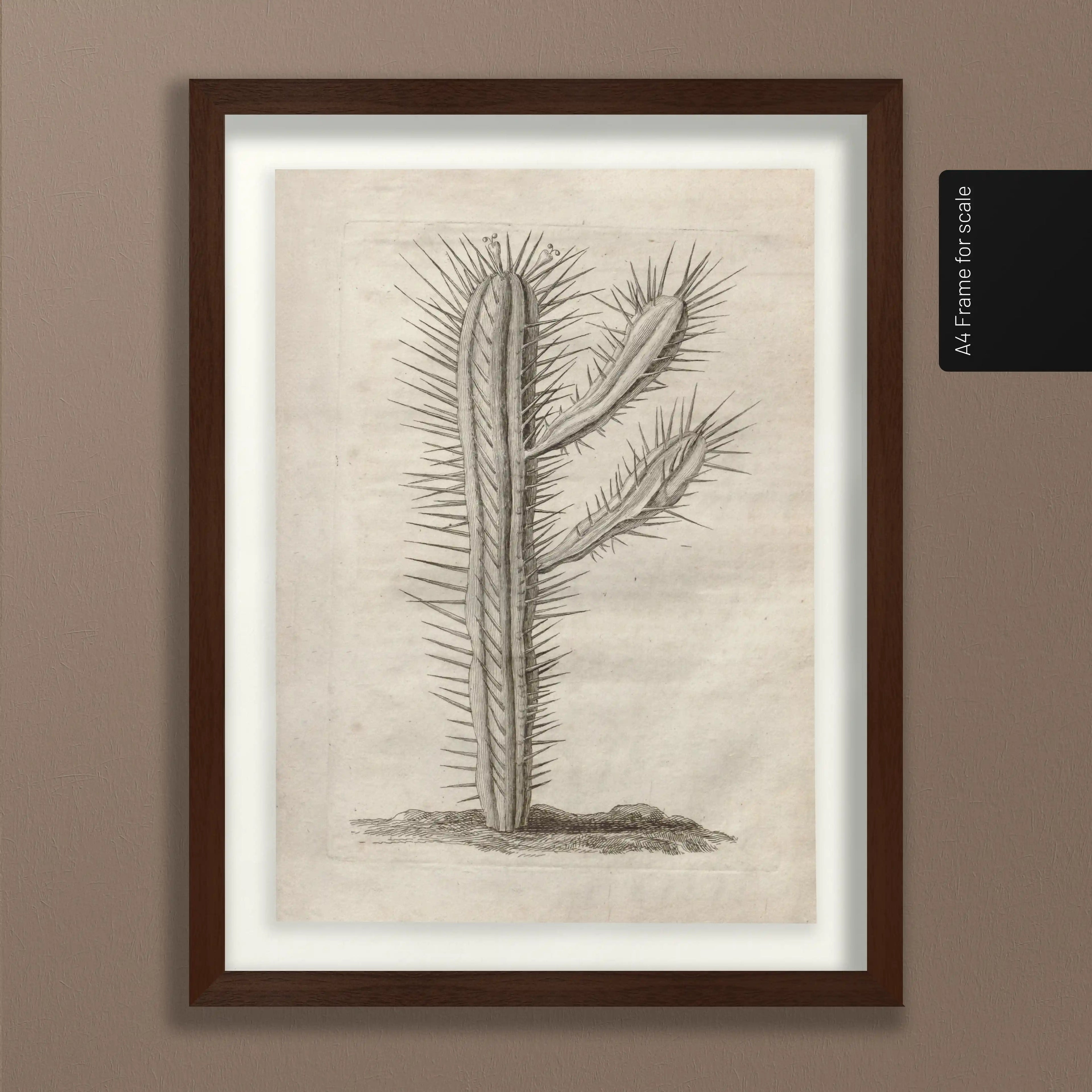 Plant Studies: Plate No. 27