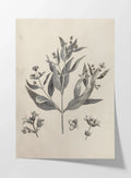 Plant Studies: Plate No. 28