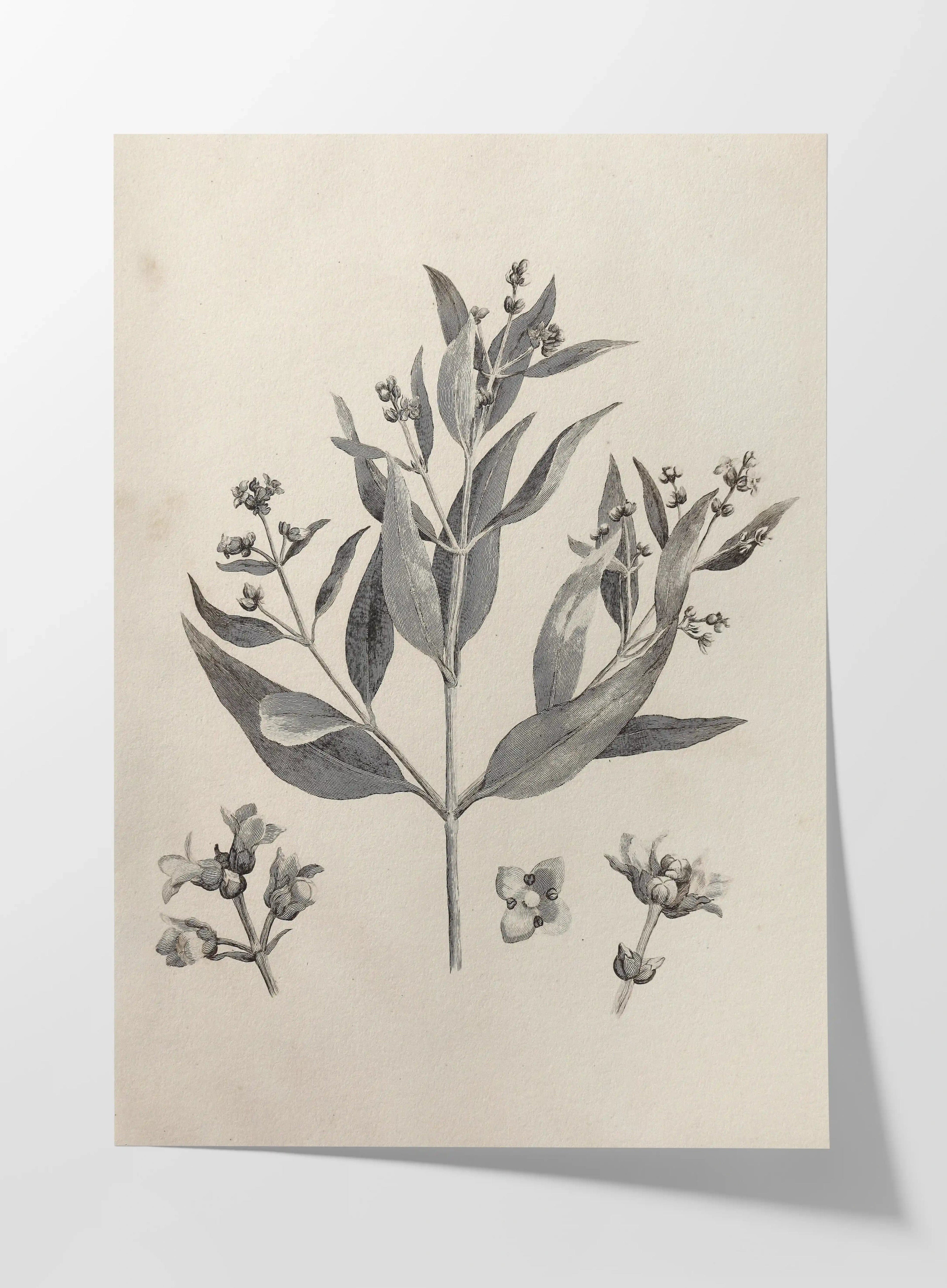 Plant Studies: Plate No. 28