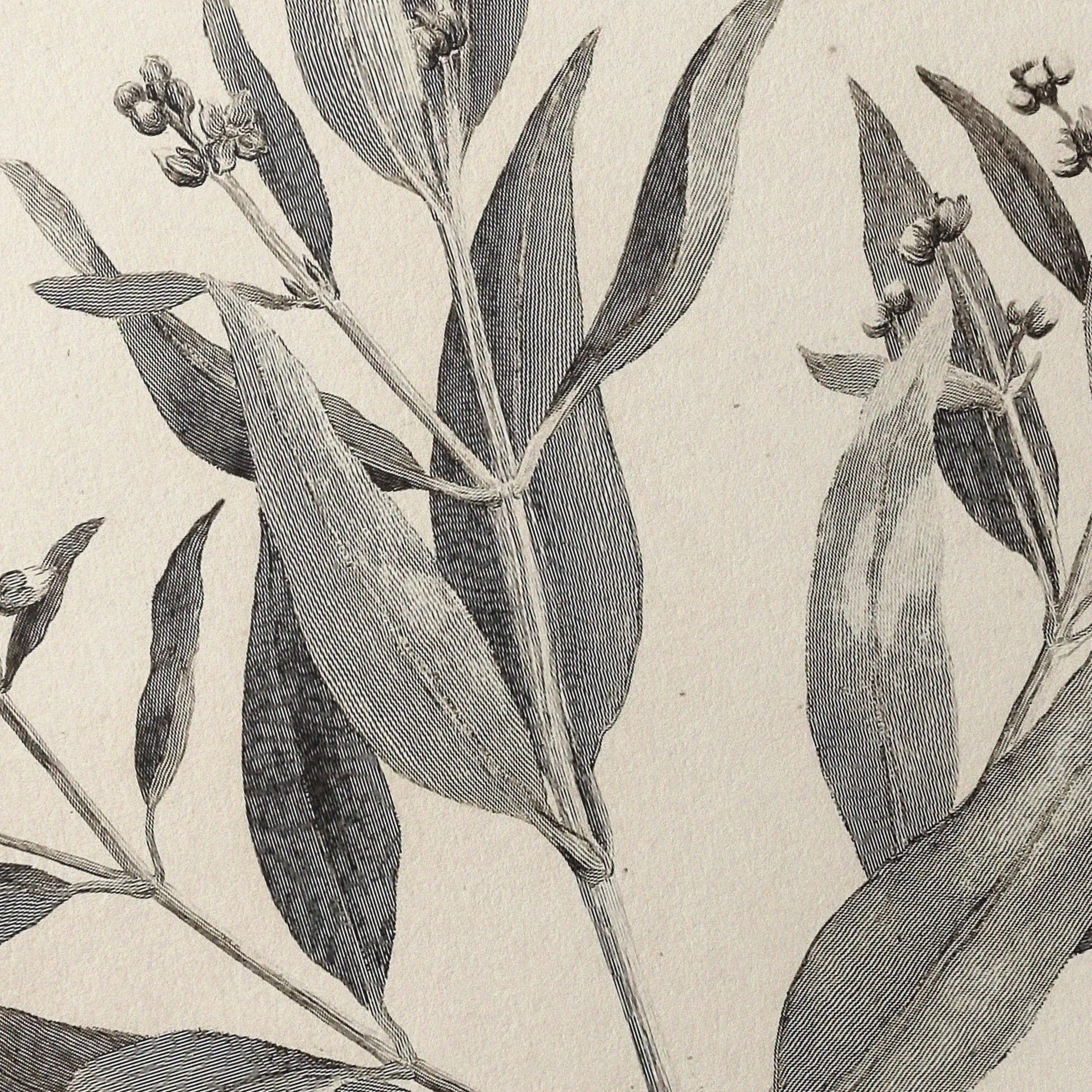 Plant Studies: Plate No. 28