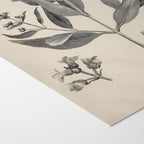 Plant Studies: Plate No. 28