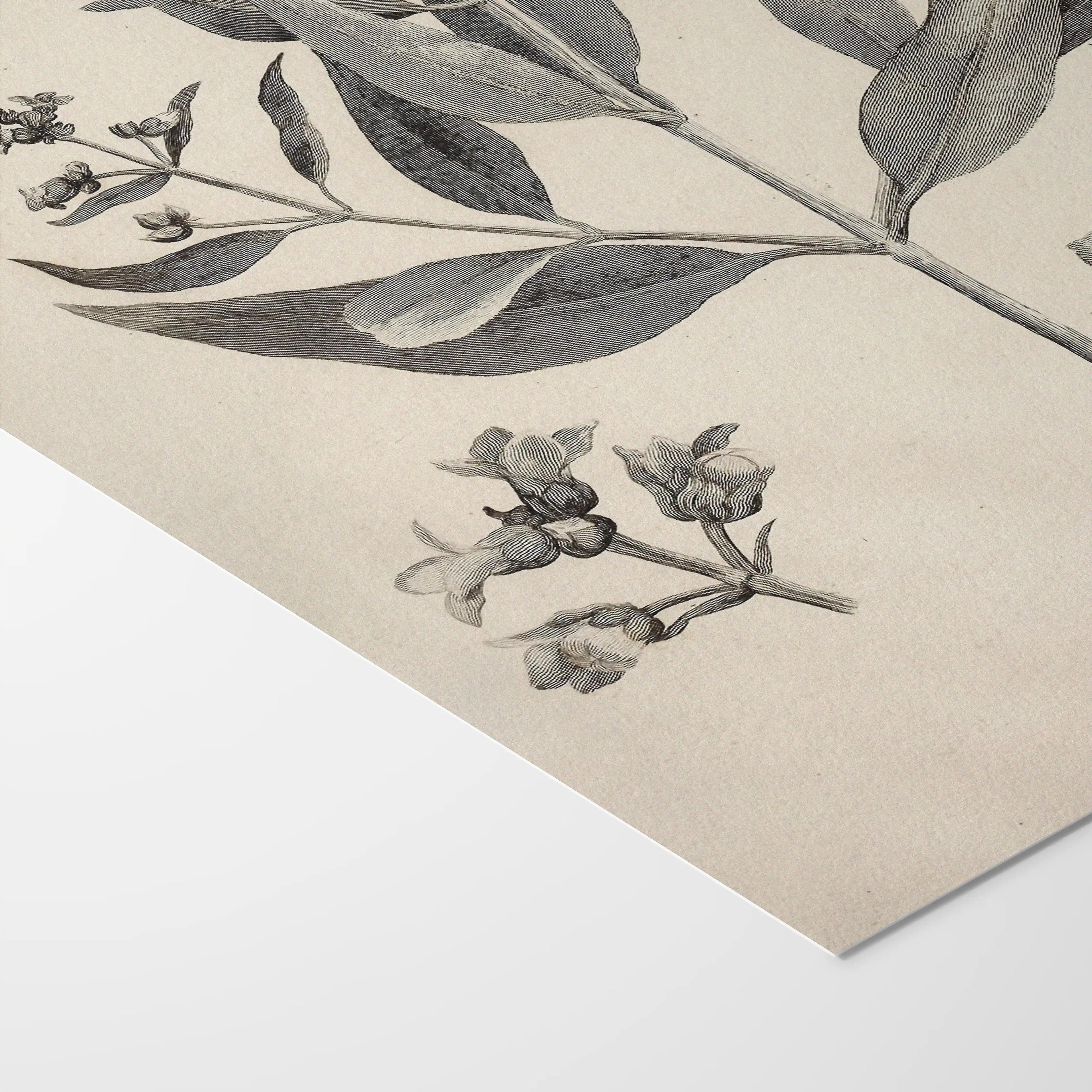 Plant Studies: Plate No. 28