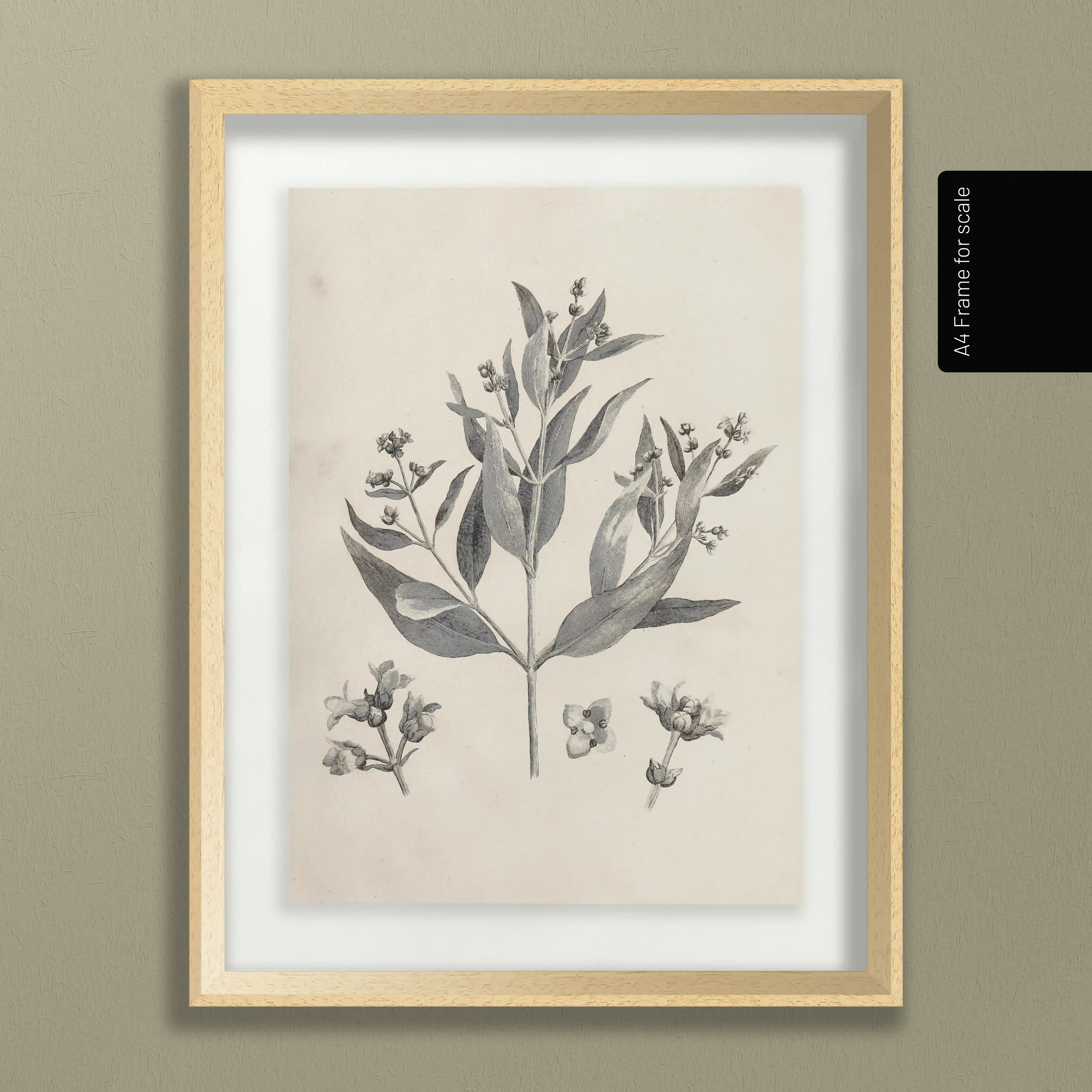 Plant Studies: Plate No. 28
