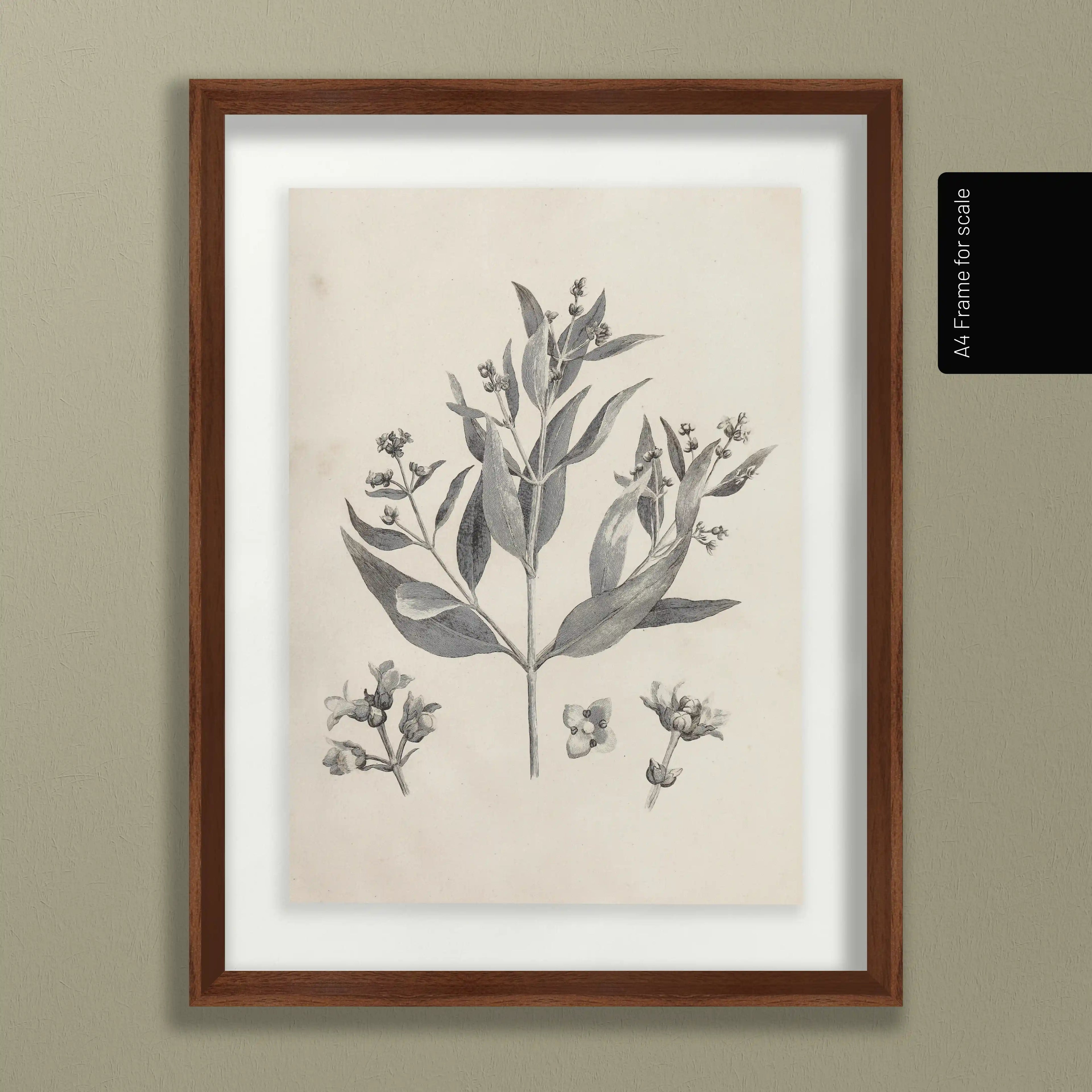Plant Studies: Plate No. 28