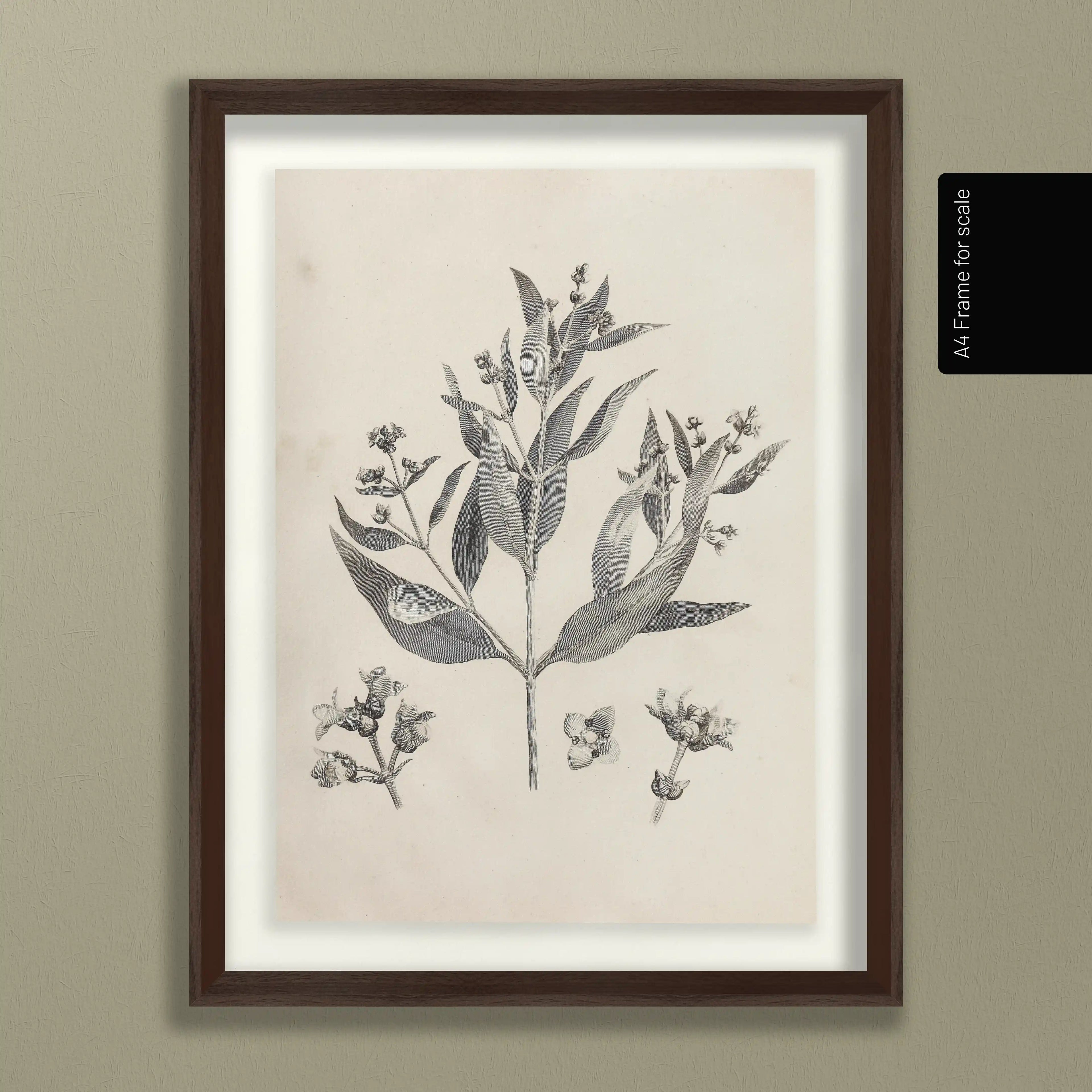 Plant Studies: Plate No. 28