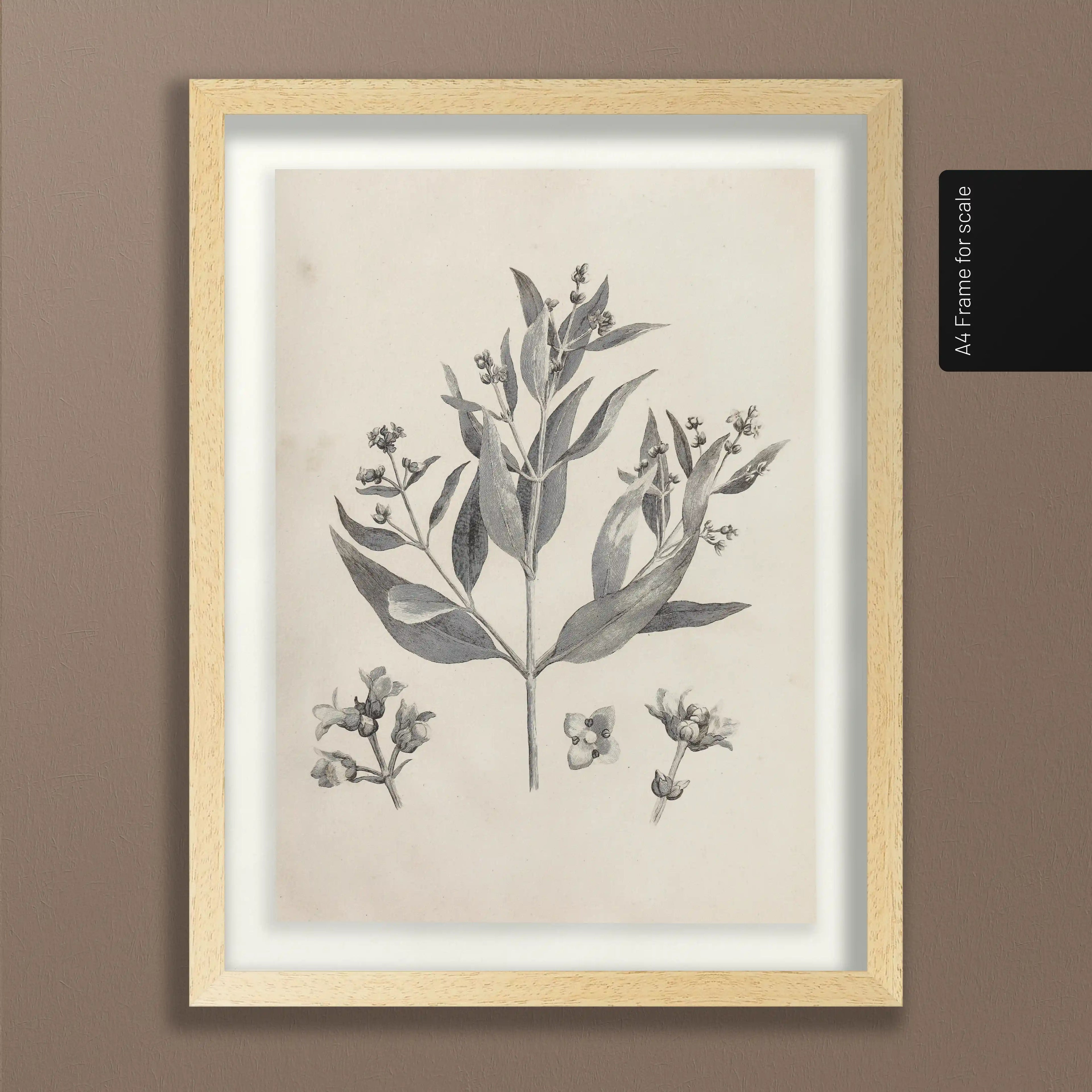 Plant Studies: Plate No. 28