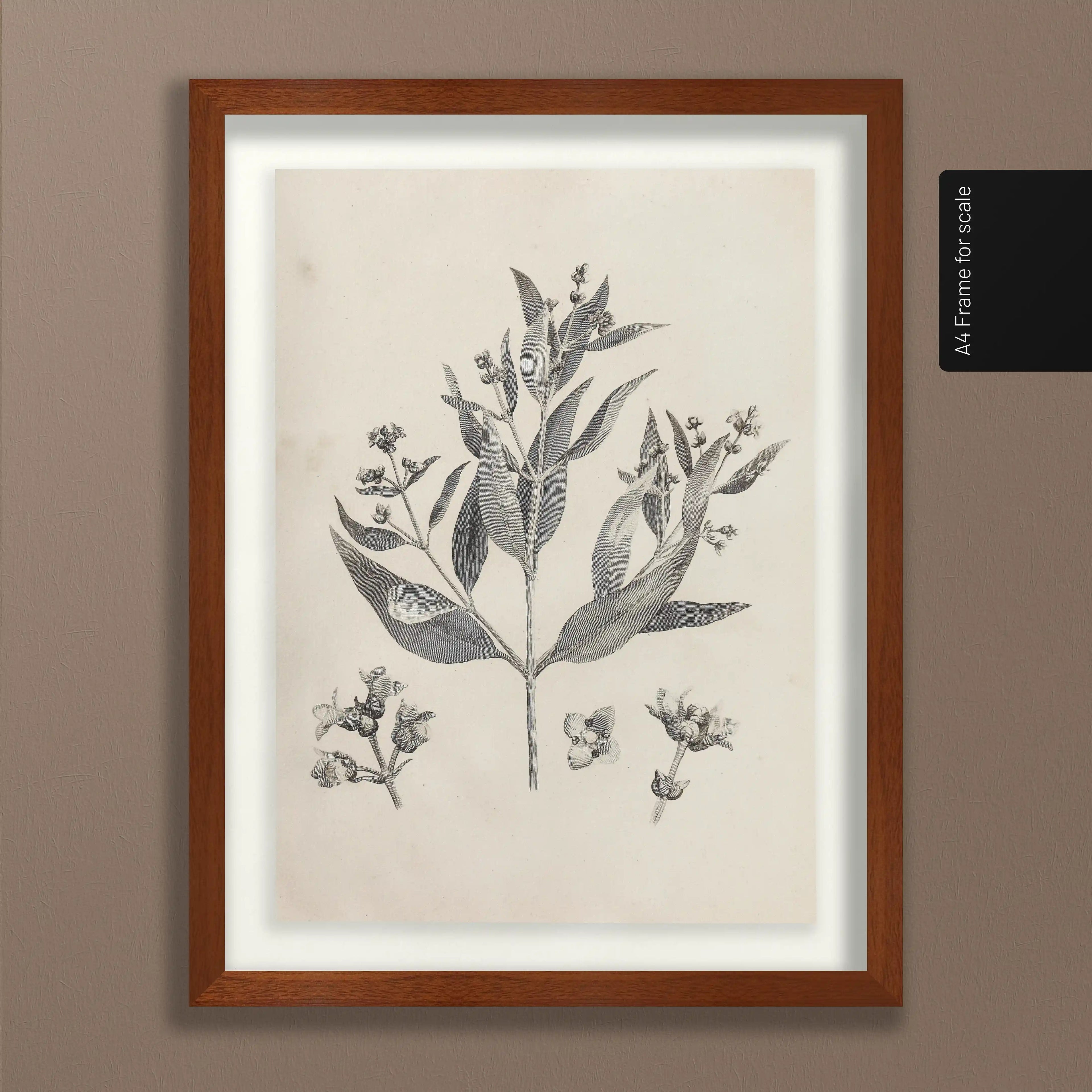 Plant Studies: Plate No. 28