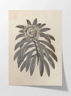 Plant Studies: Plate No. 29