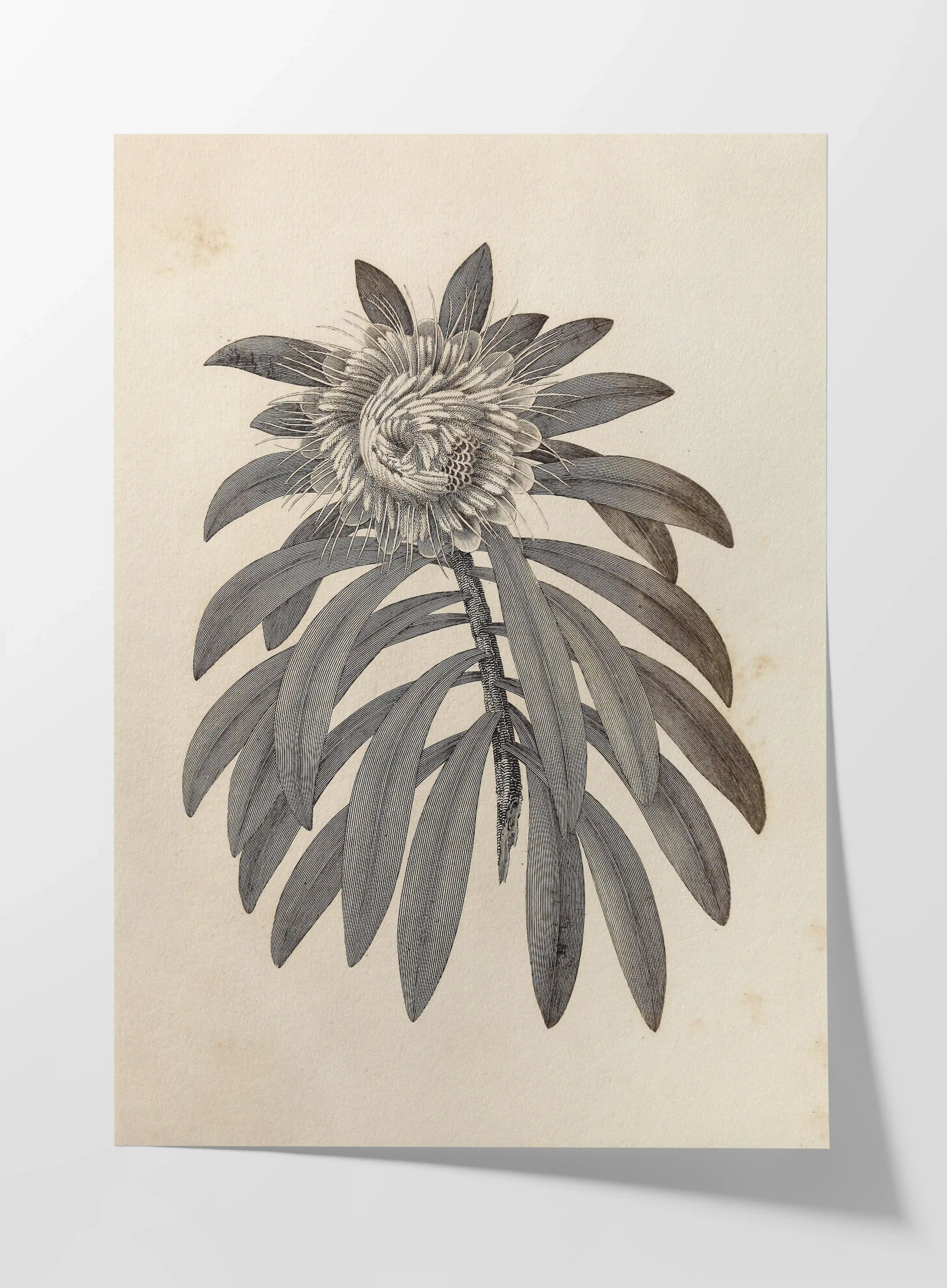 Plant Studies: Plate No. 29