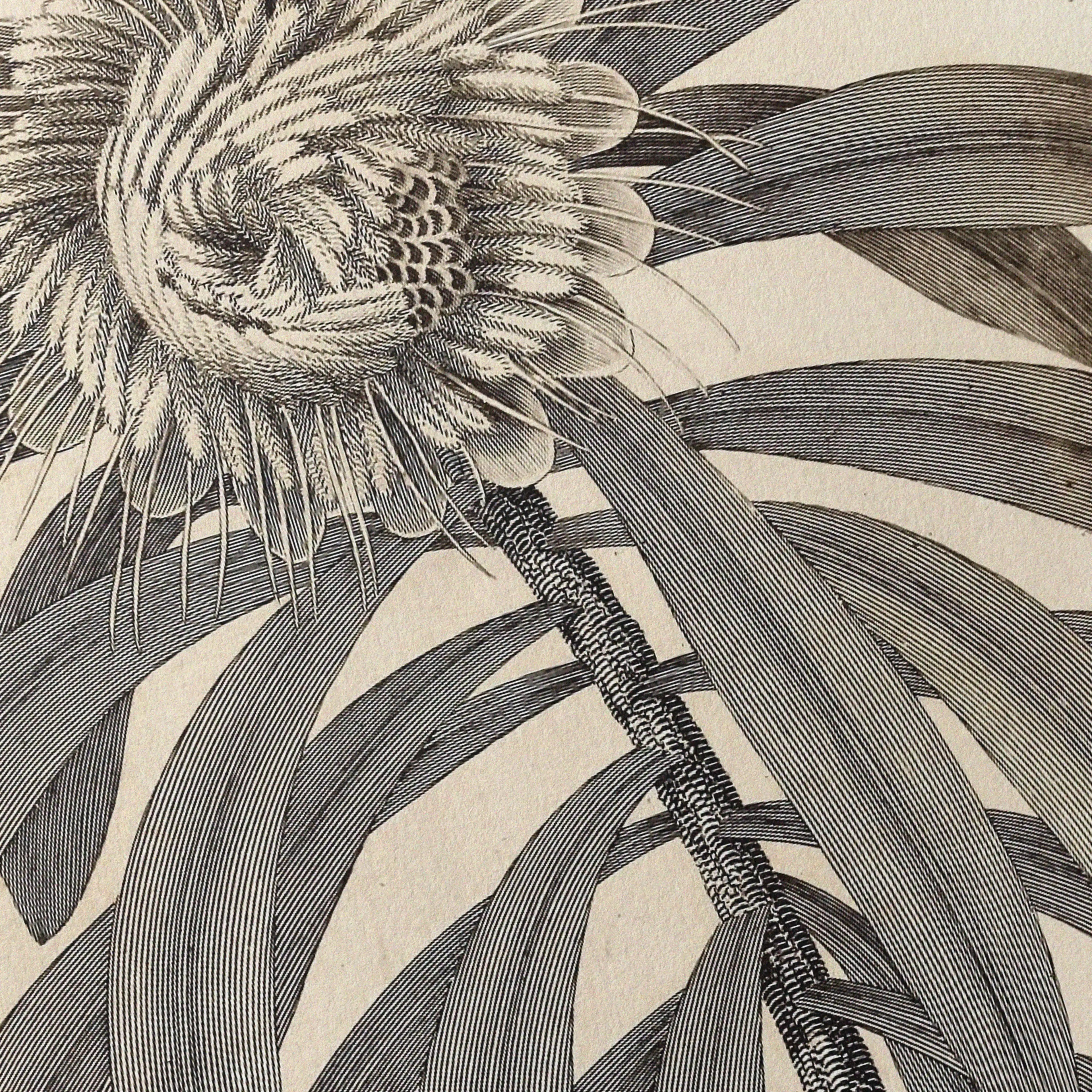 Plant Studies: Plate No. 29