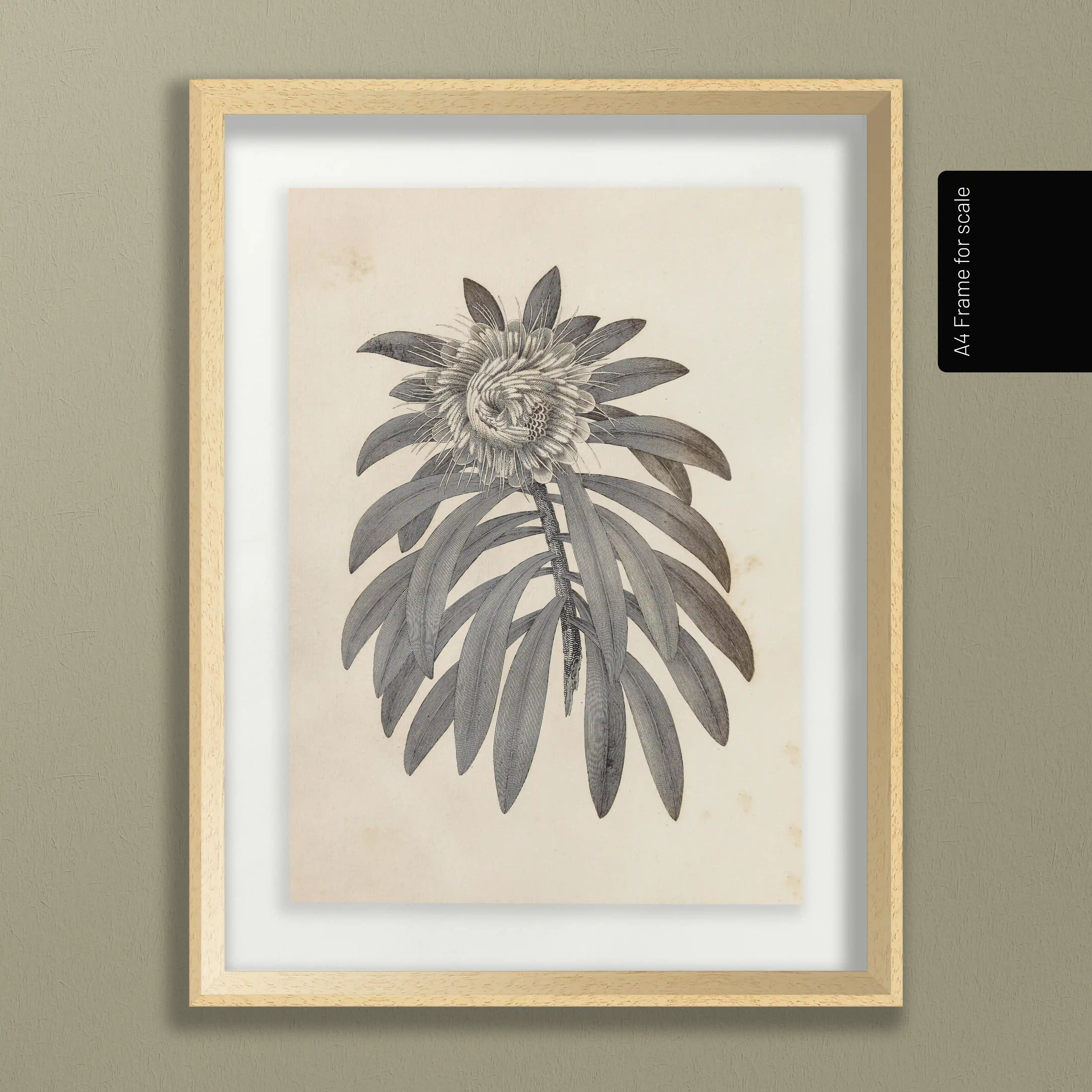 Plant Studies: Plate No. 29