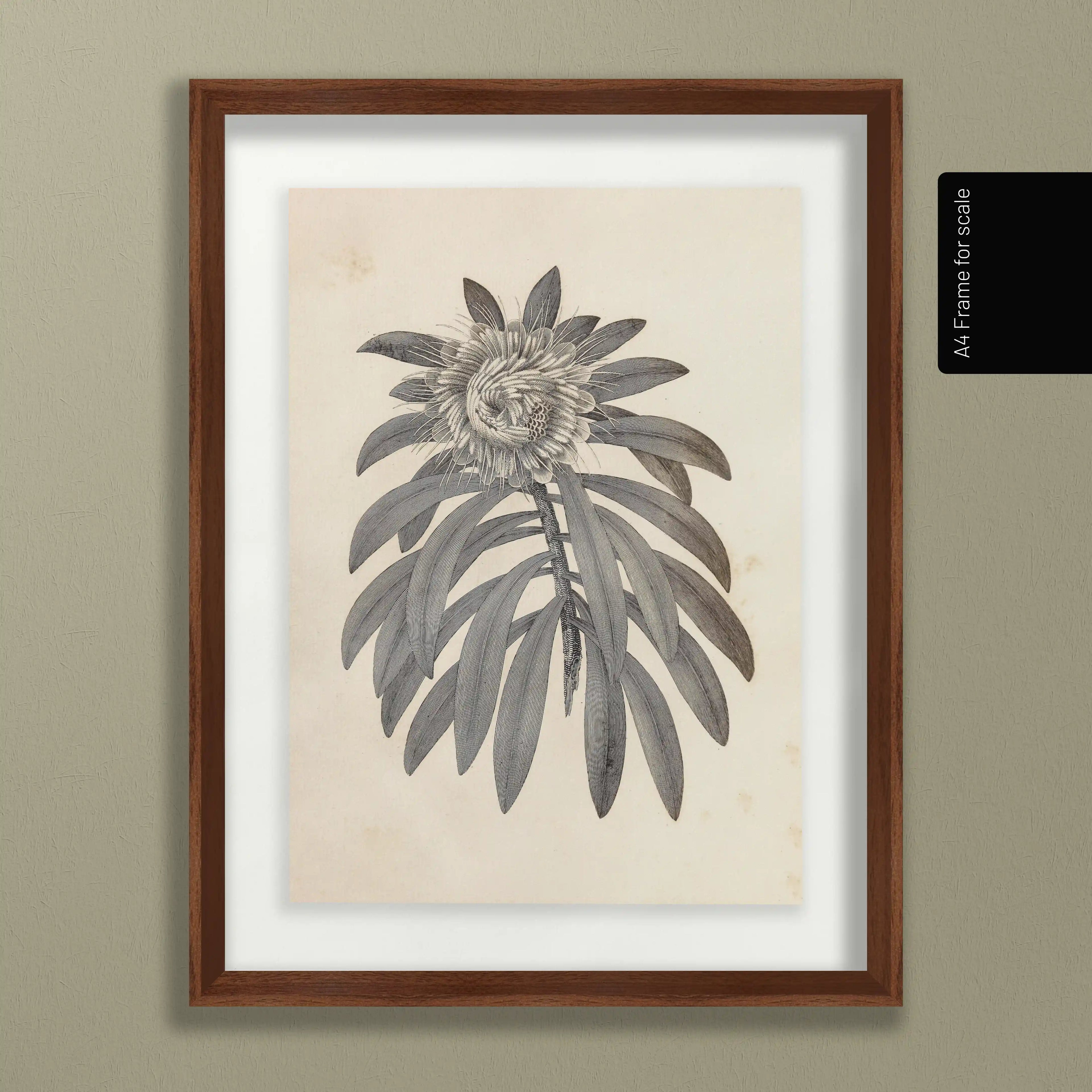 Plant Studies: Plate No. 29