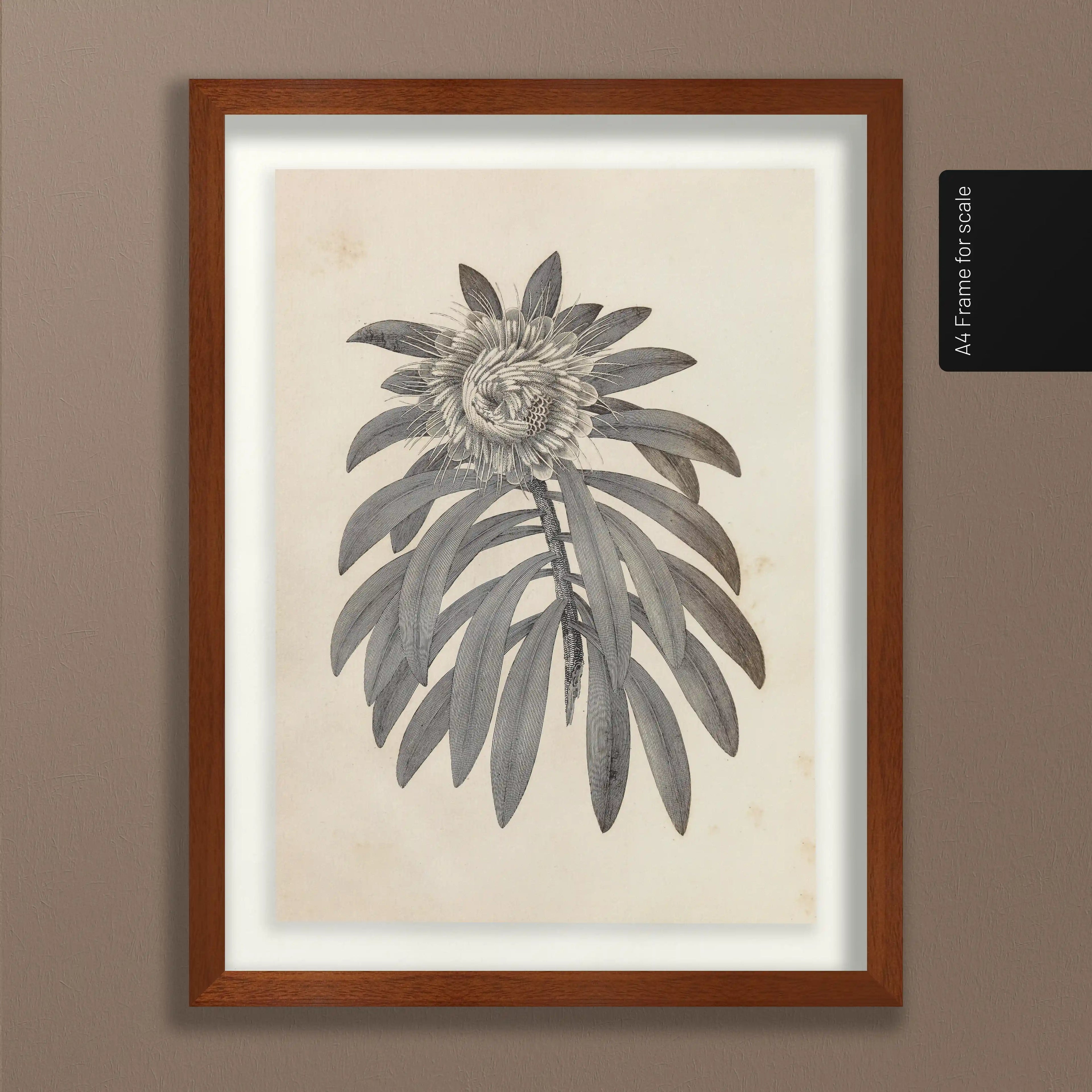 Plant Studies: Plate No. 29