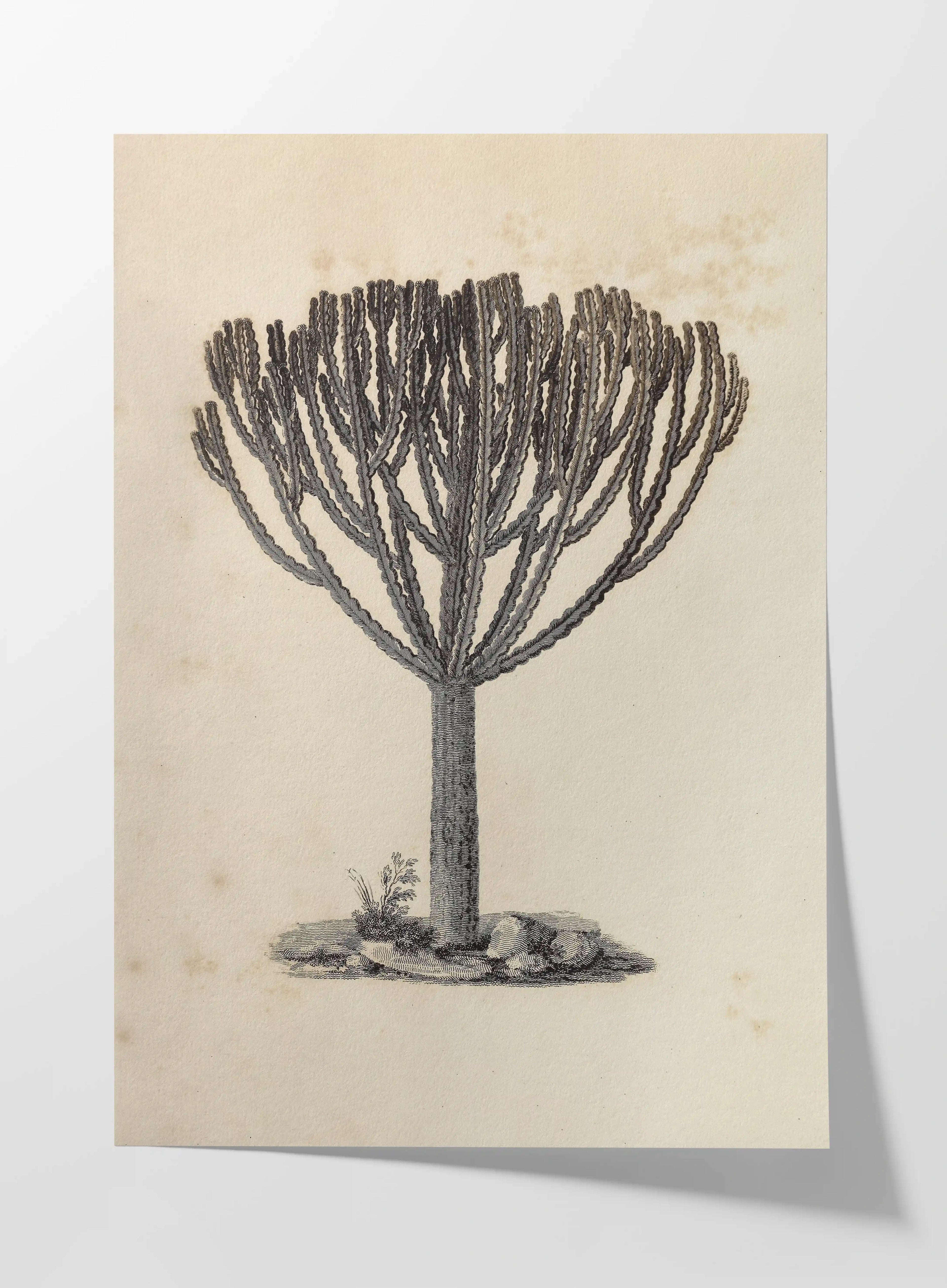 Plant Studies: Plate No. 30
