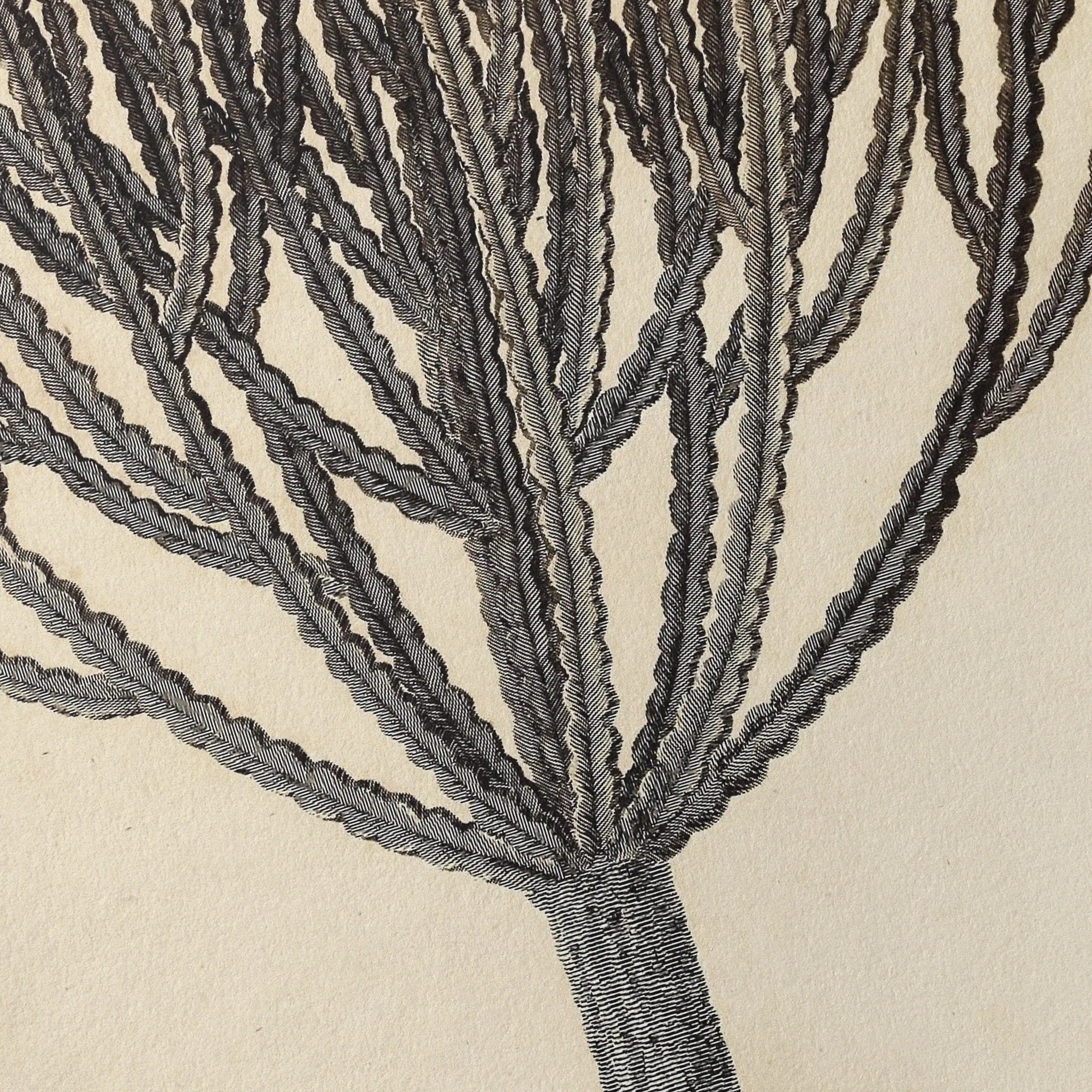 Plant Studies: Plate No. 30
