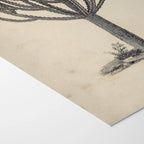 Plant Studies: Plate No. 30