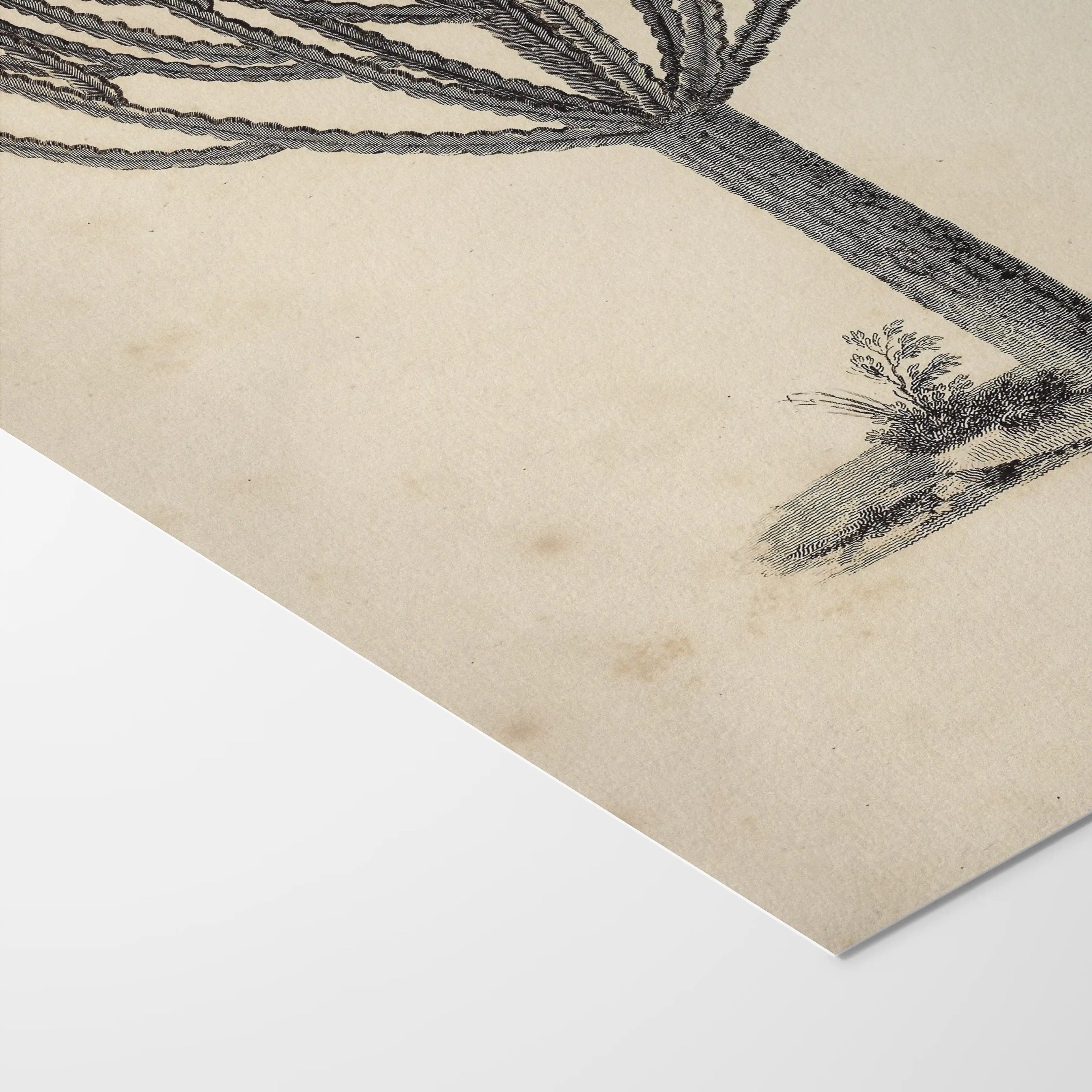 Plant Studies: Plate No. 30