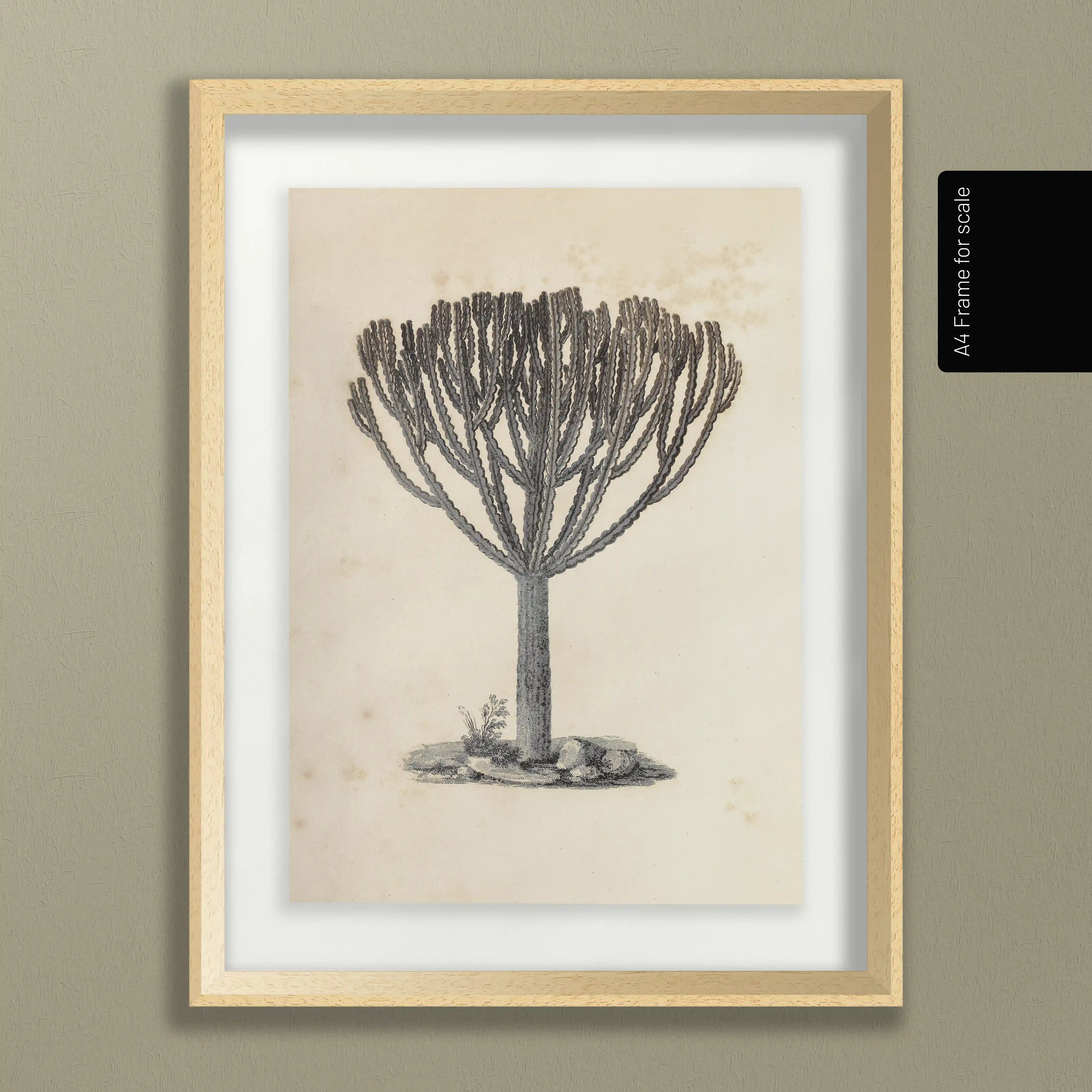 Plant Studies: Plate No. 30