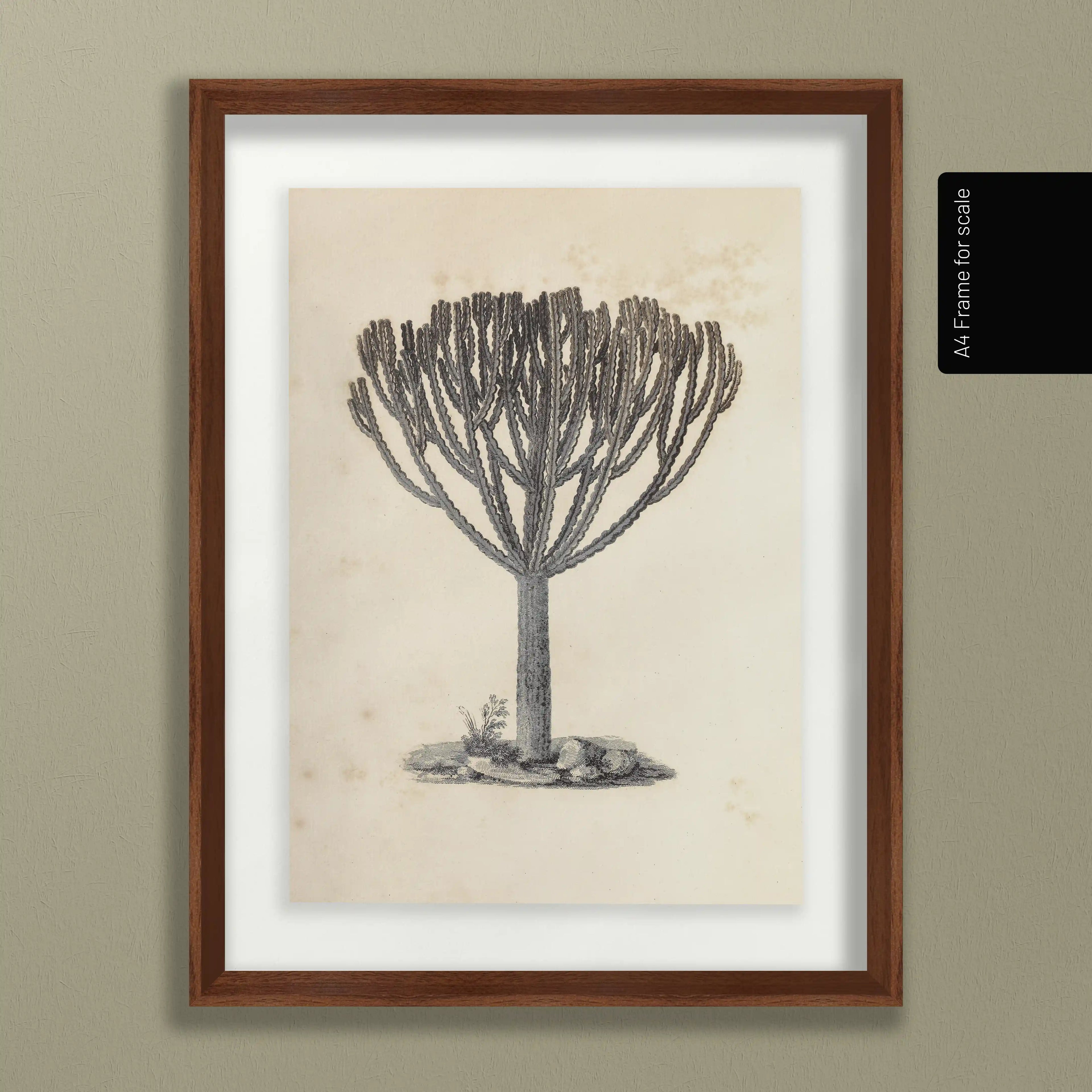 Plant Studies: Plate No. 30