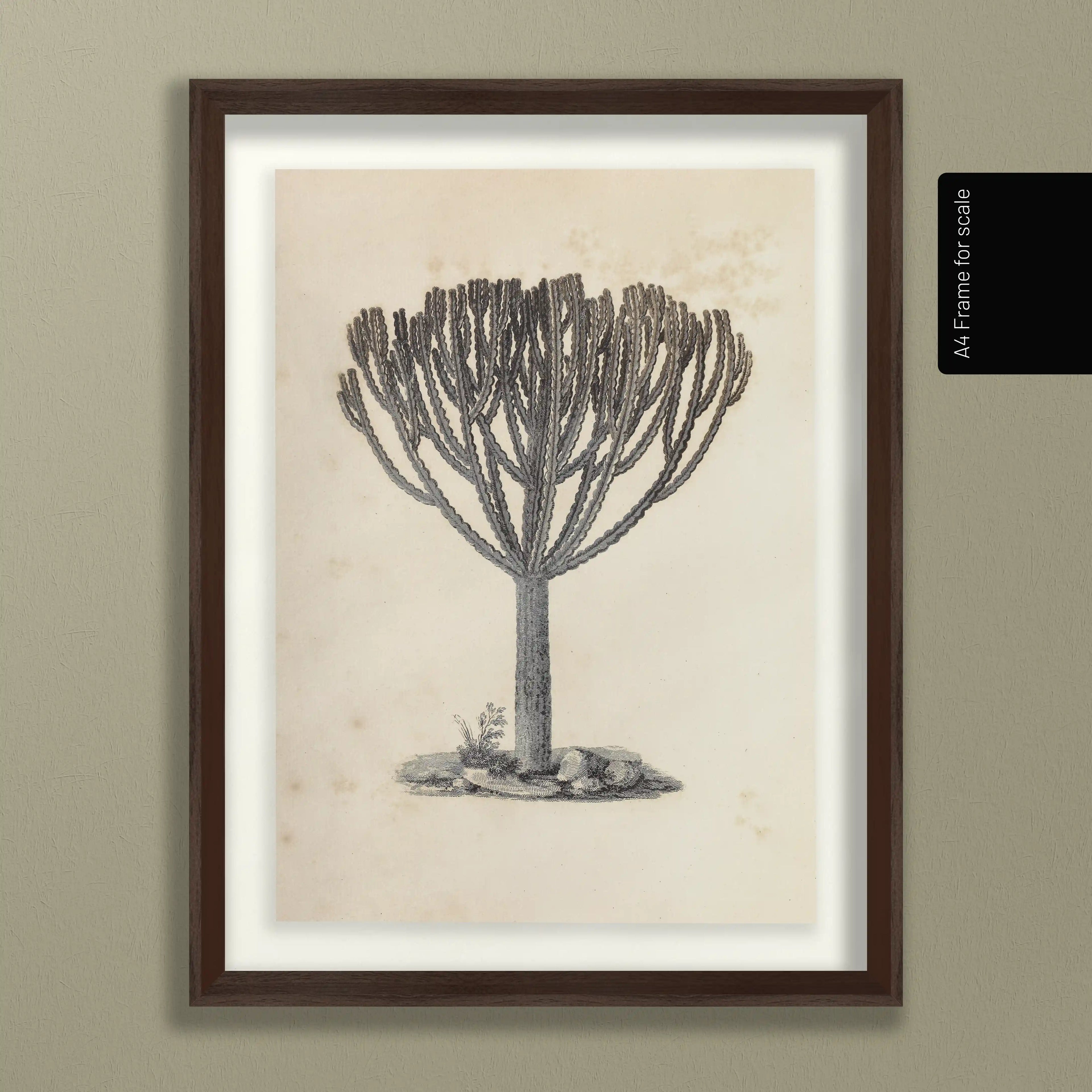 Plant Studies: Plate No. 30