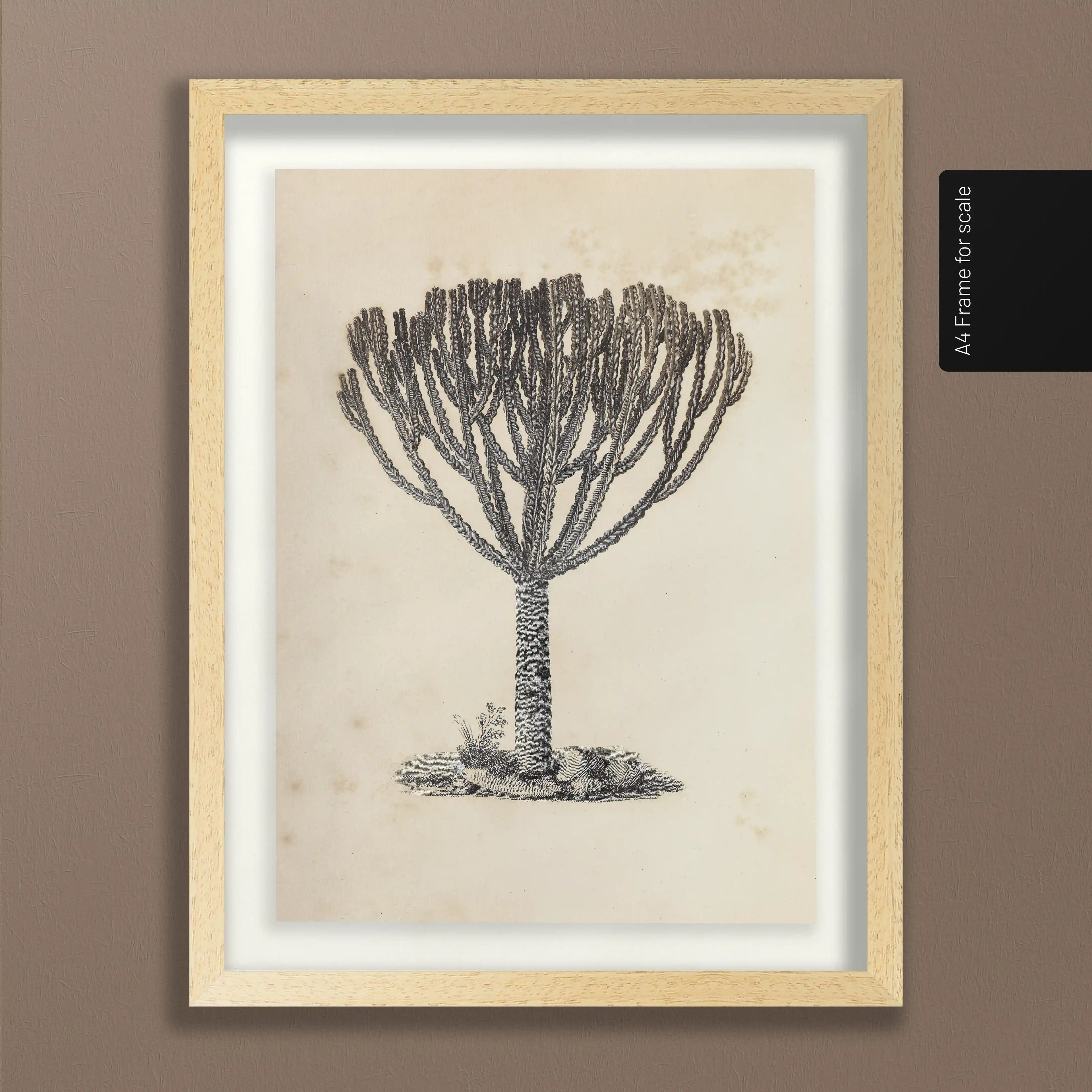 Plant Studies: Plate No. 30