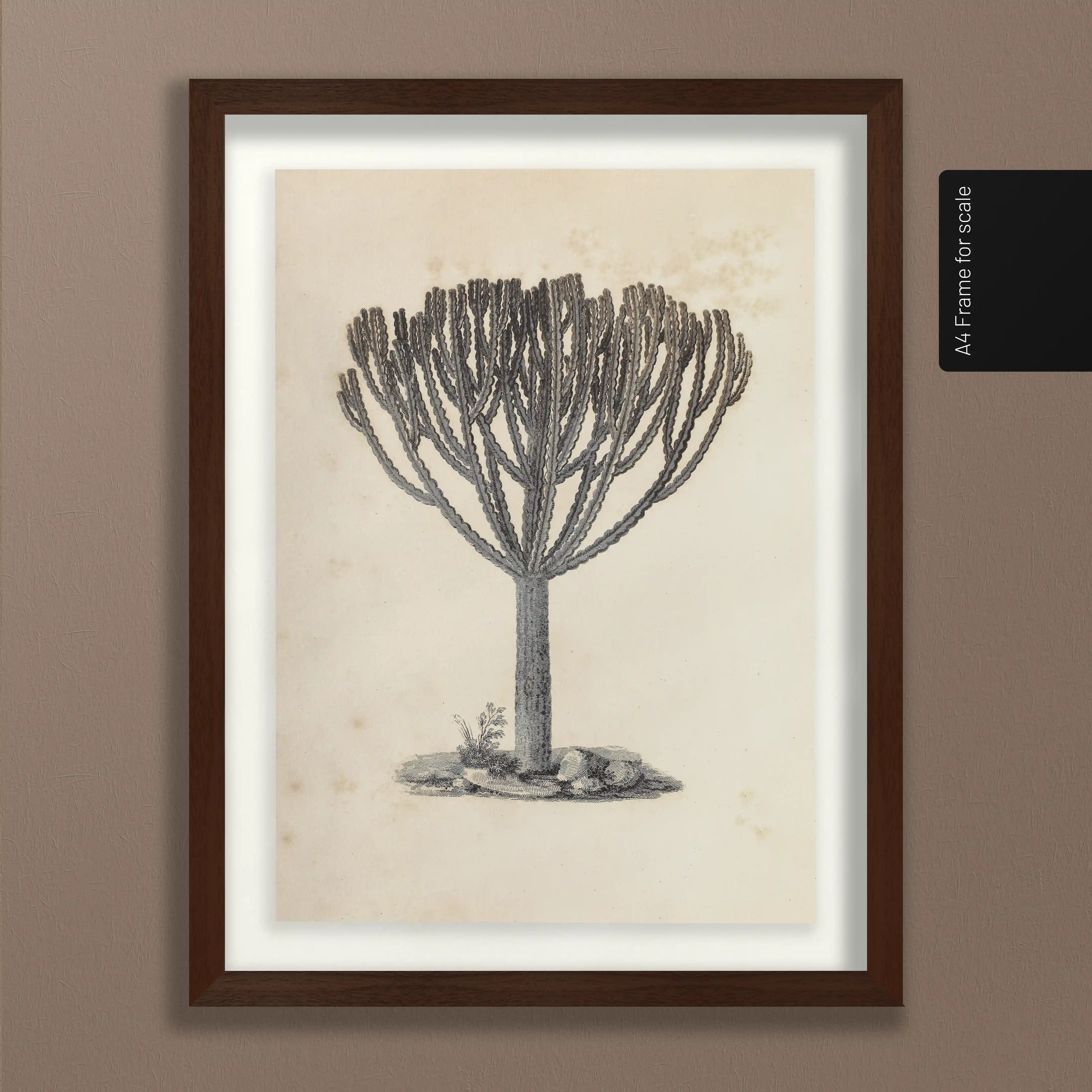 Plant Studies: Plate No. 30