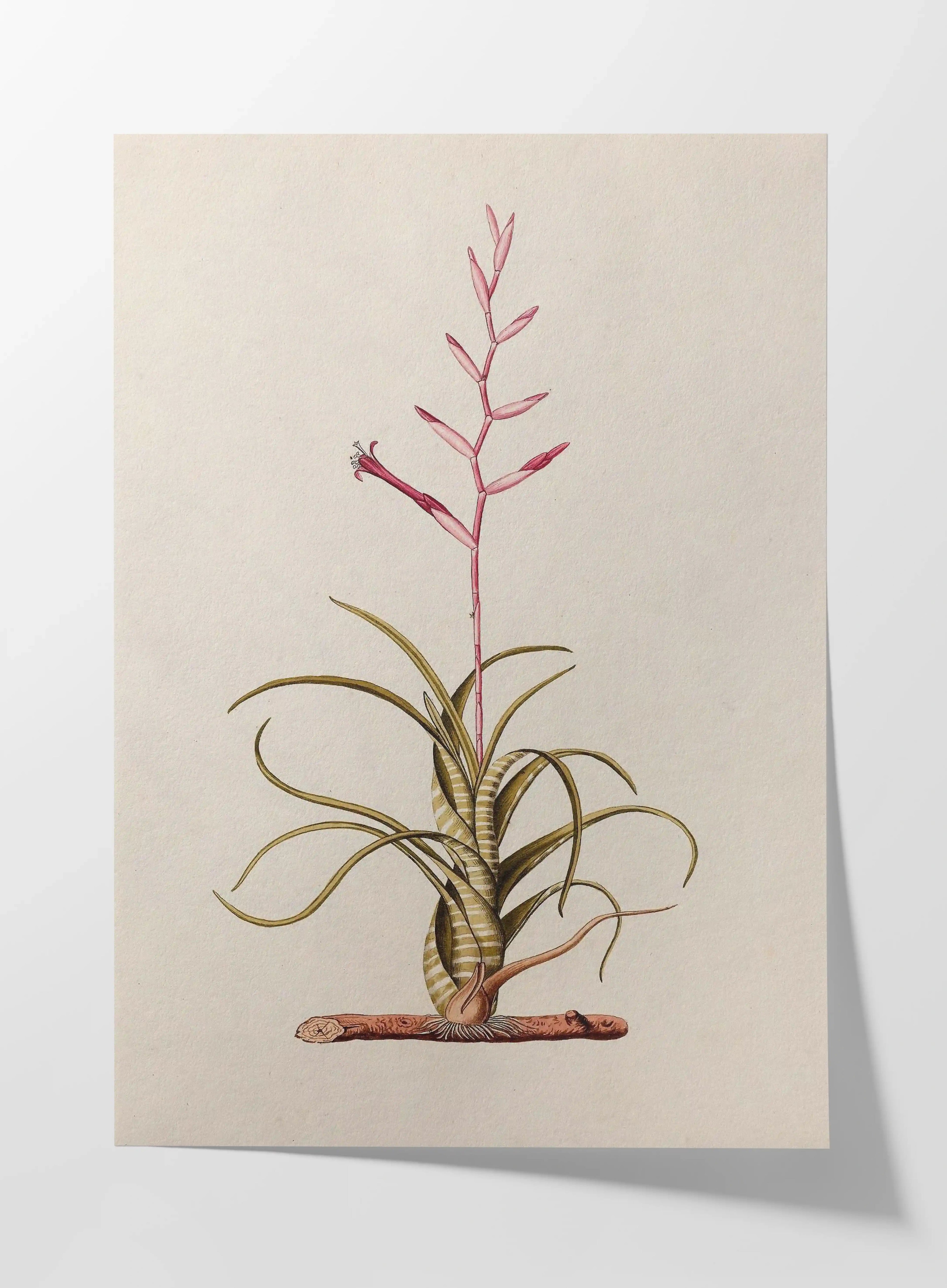 Plant Studies: Plate No. 31