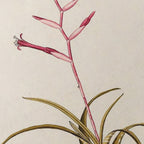 Plant Studies: Plate No. 31