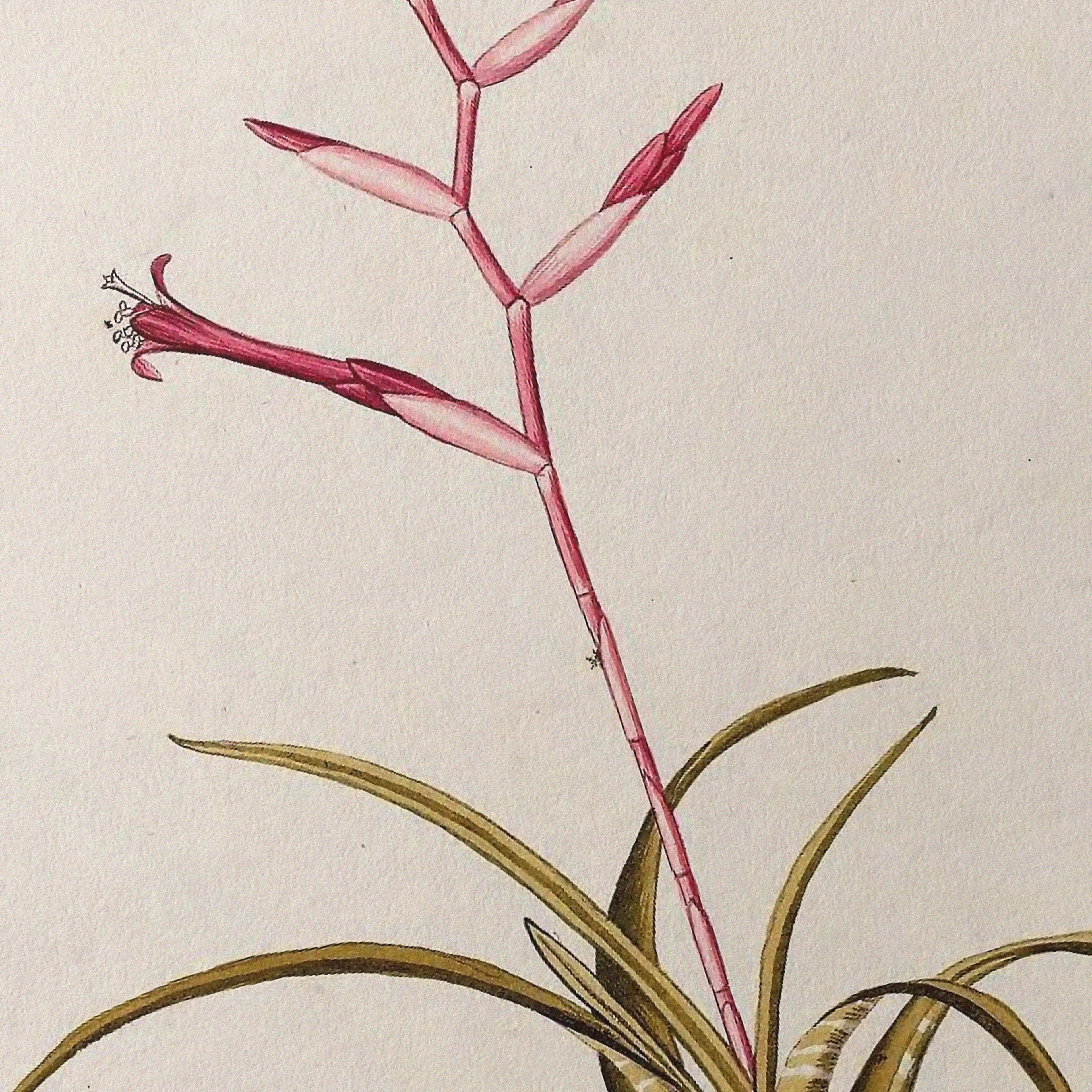 Plant Studies: Plate No. 31