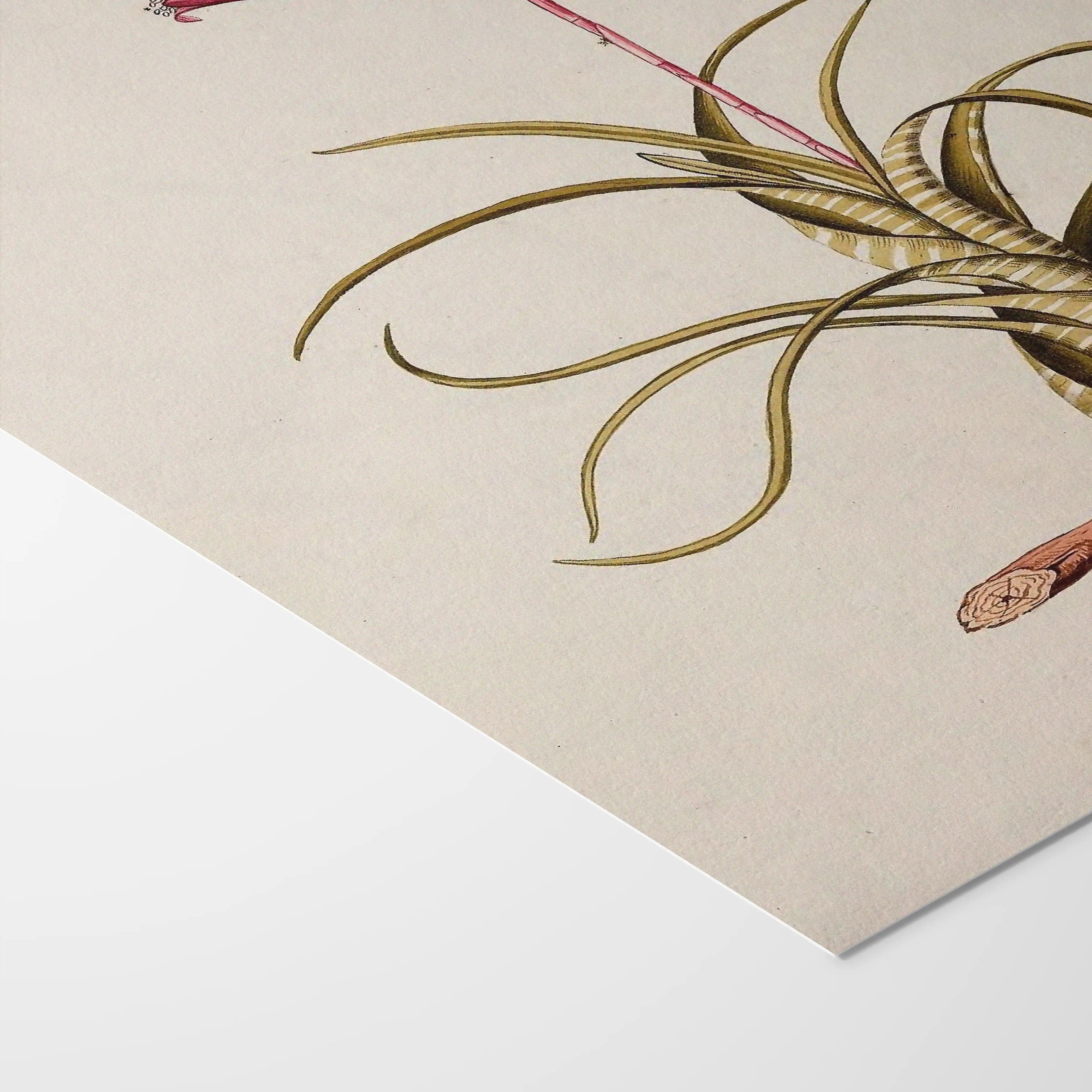 Plant Studies: Plate No. 31