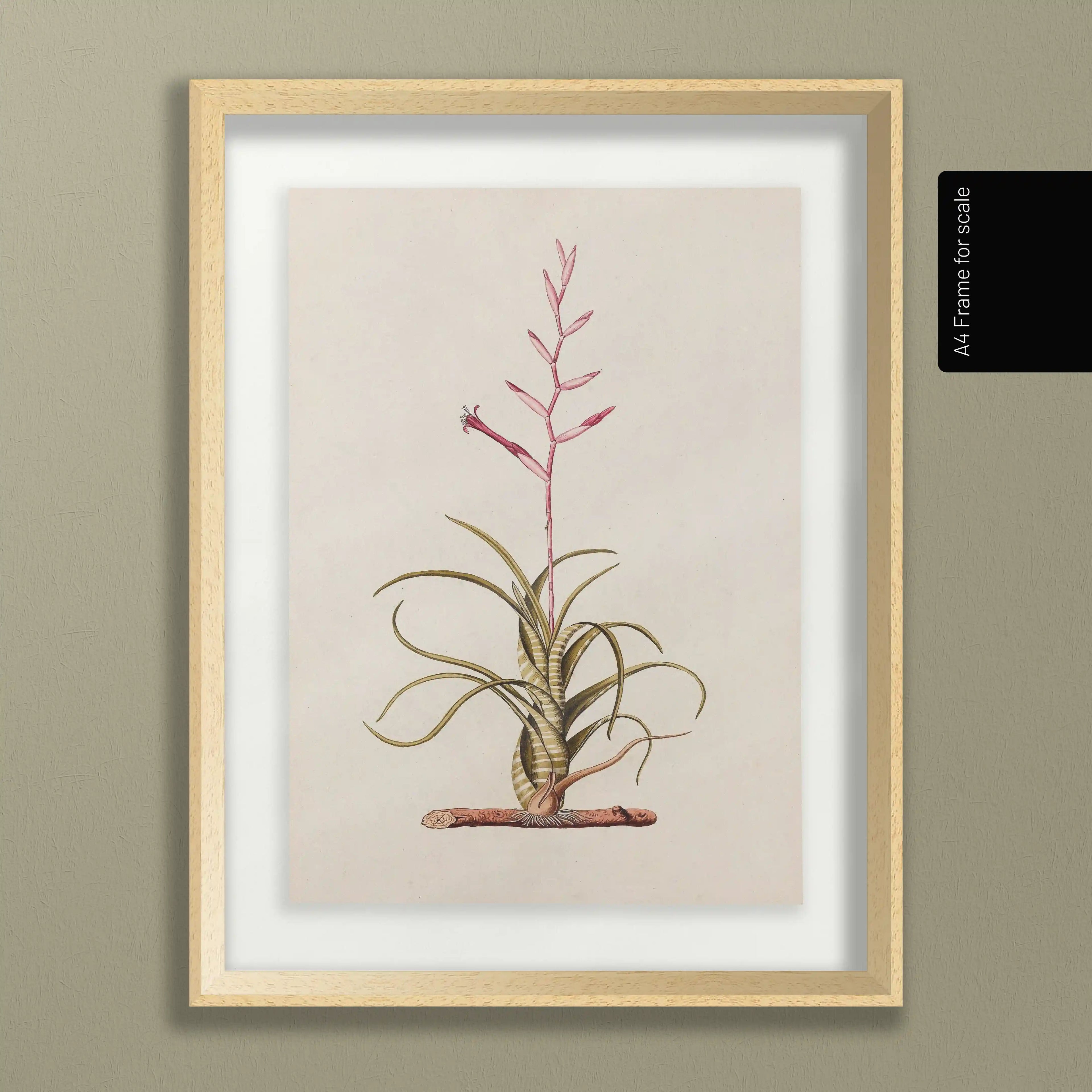 Plant Studies: Plate No. 31