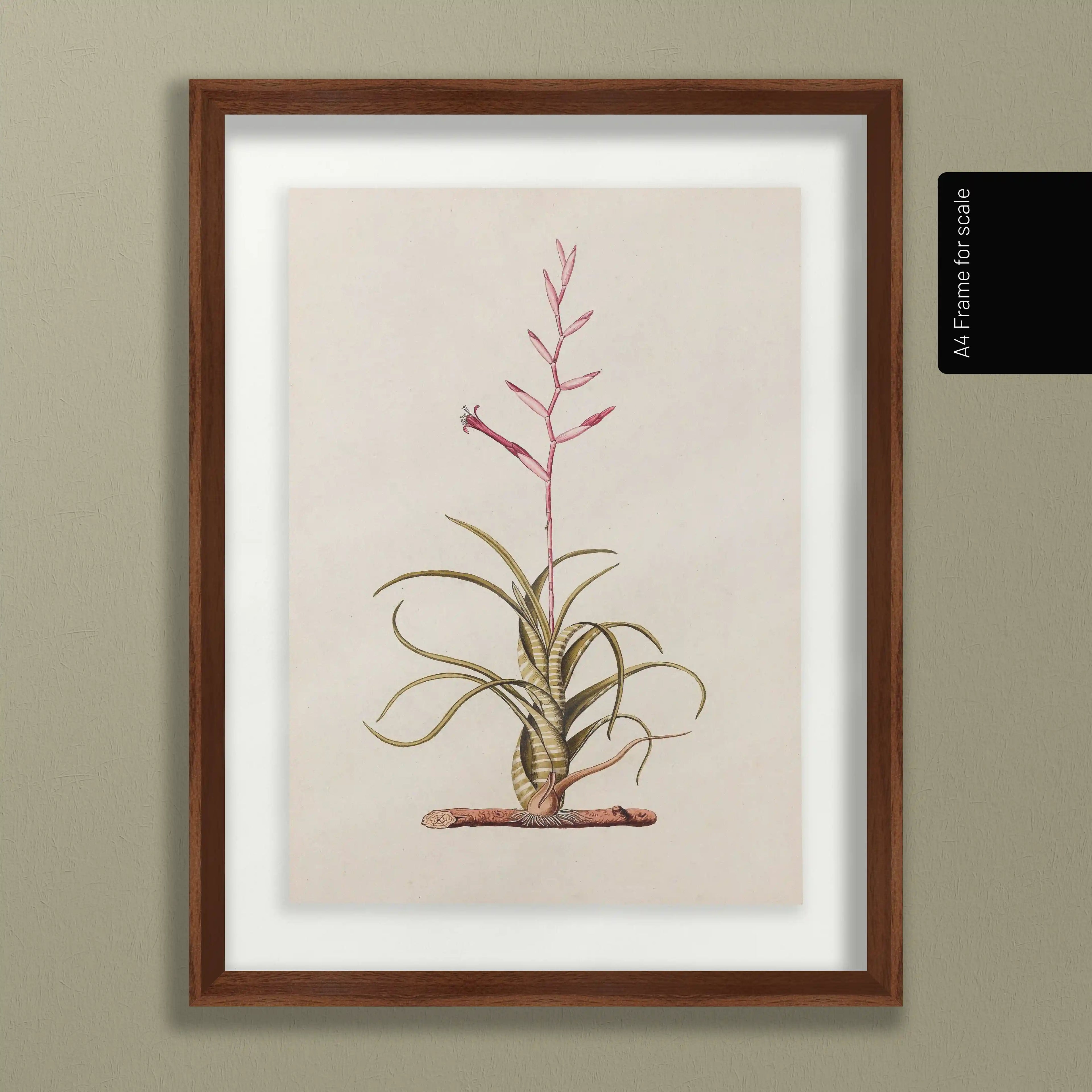 Plant Studies: Plate No. 31