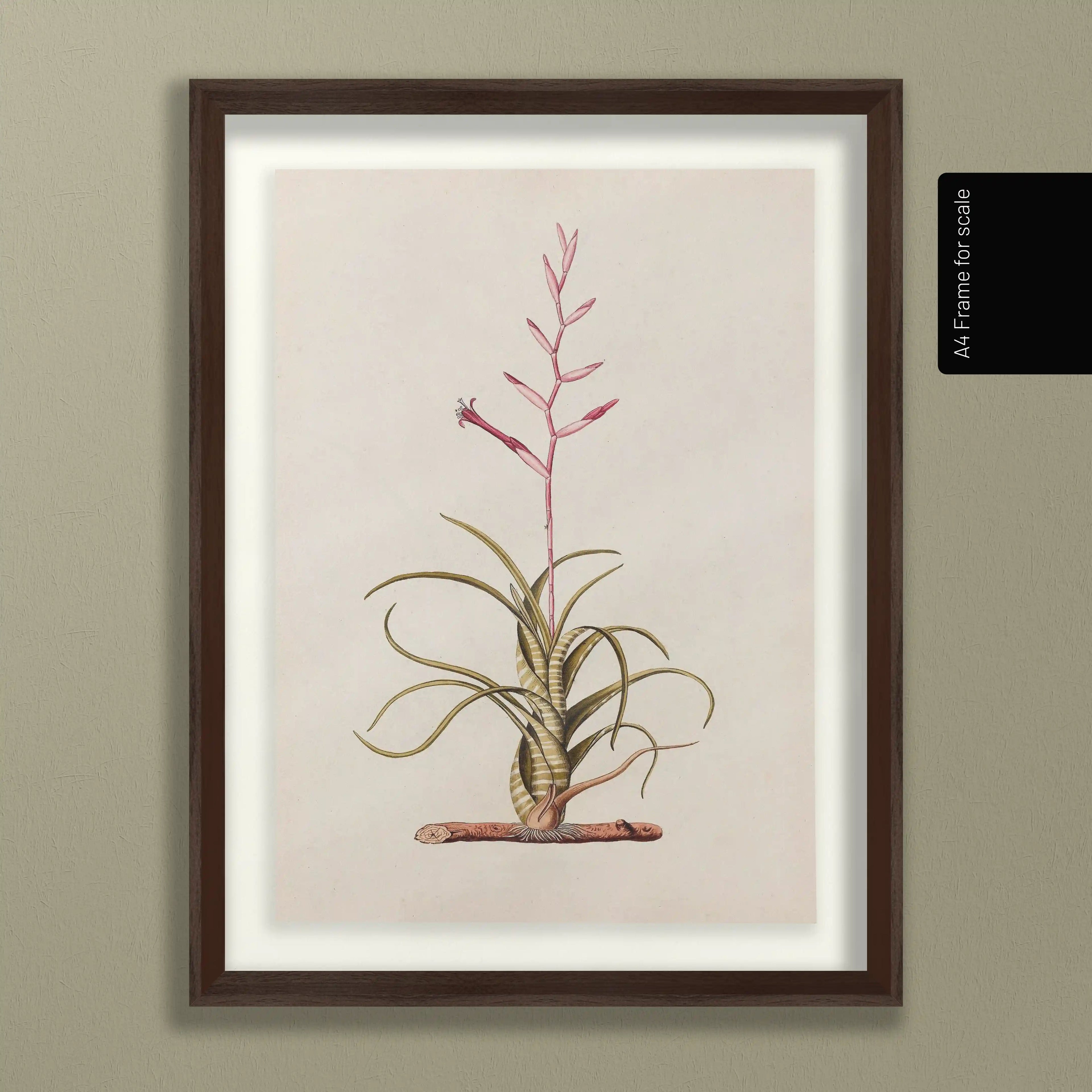 Plant Studies: Plate No. 31