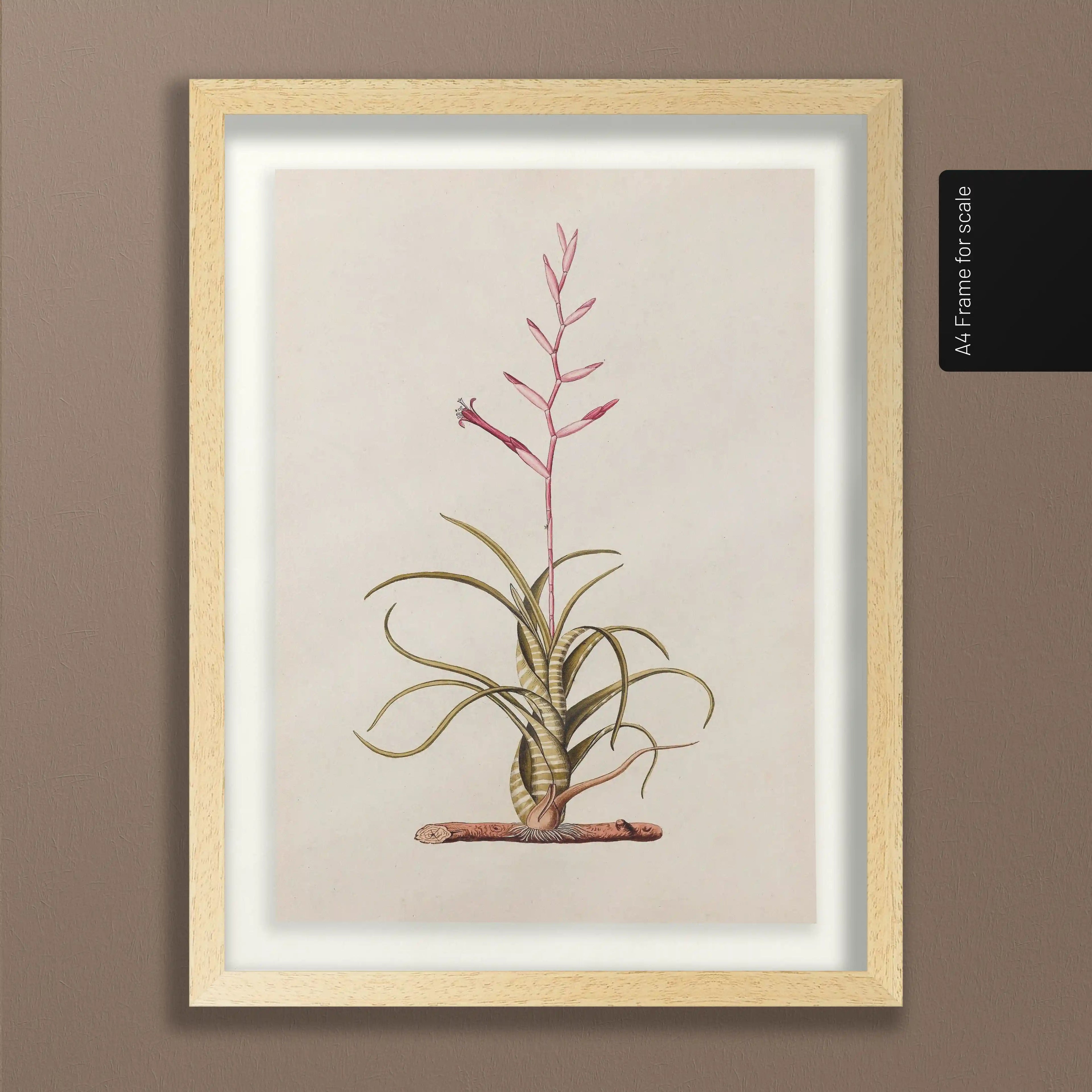 Plant Studies: Plate No. 31