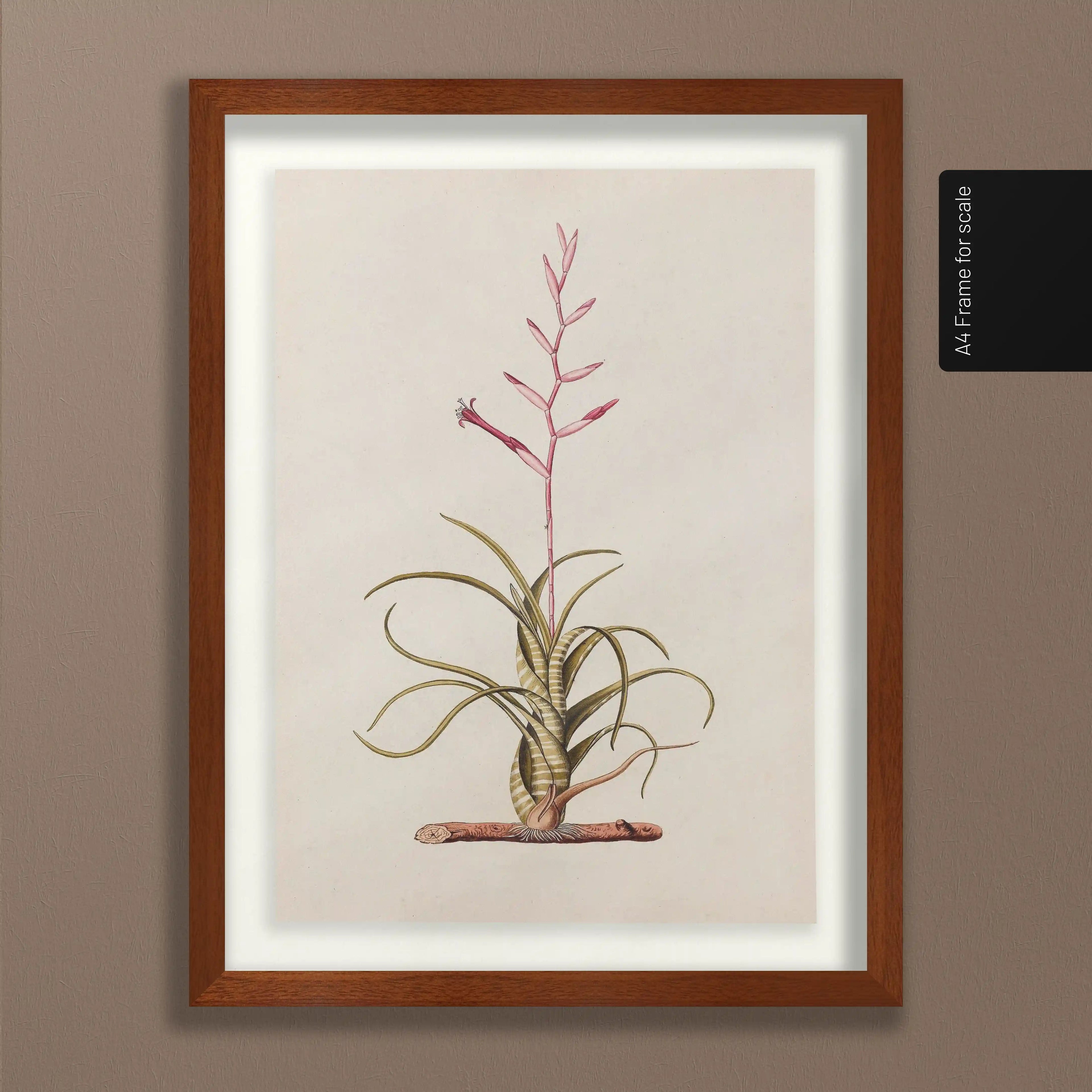 Plant Studies: Plate No. 31